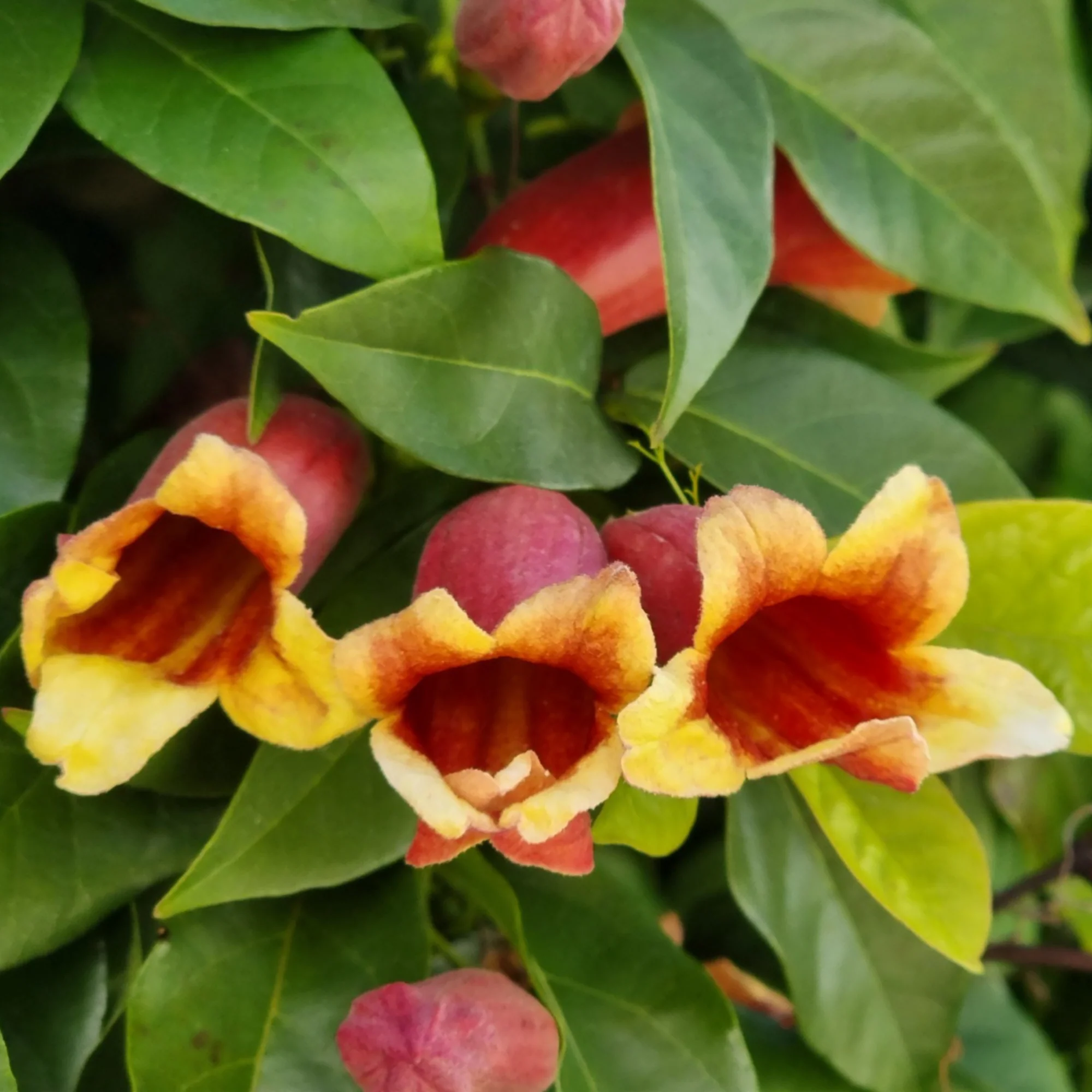 Bignonia Capreolata