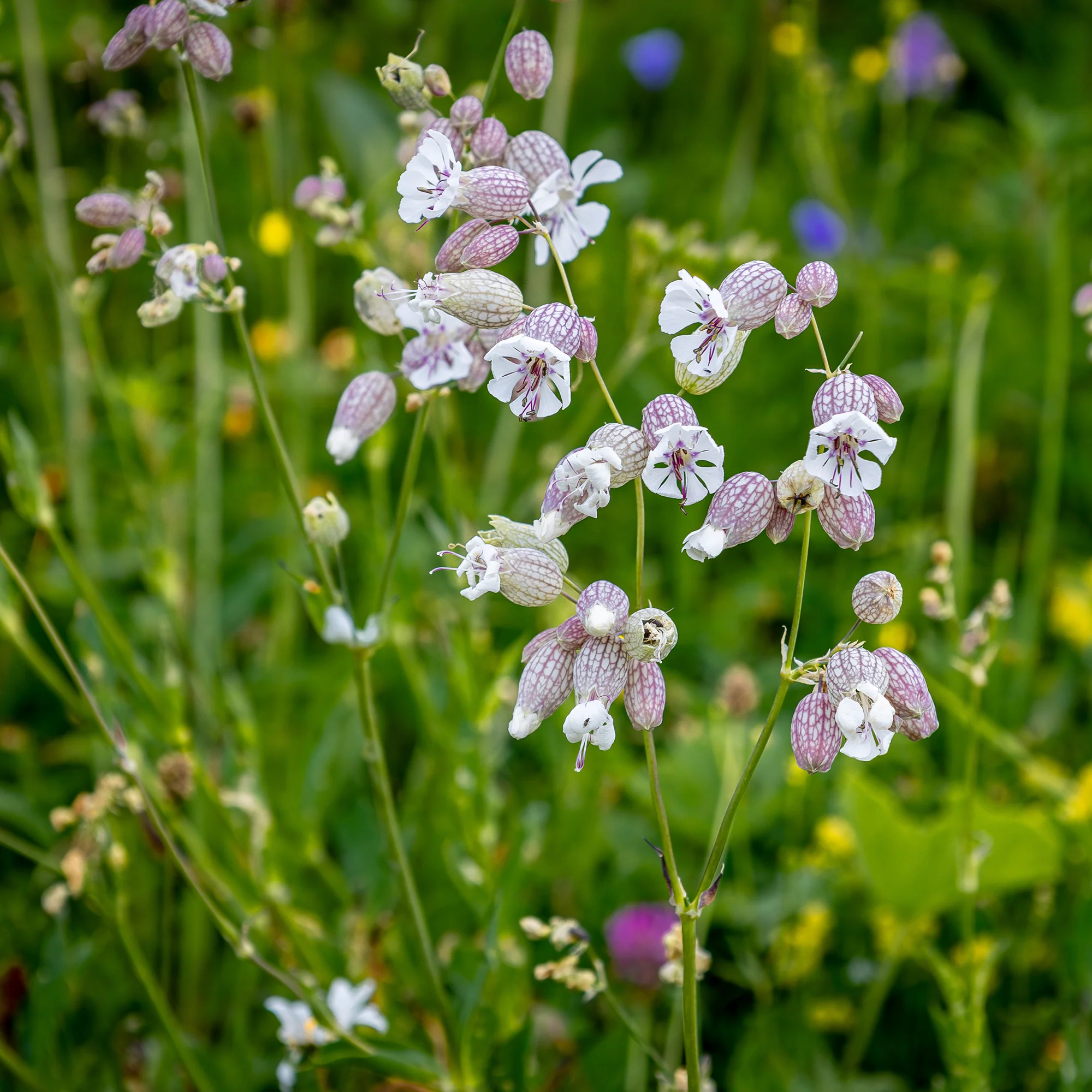 Blaassilene