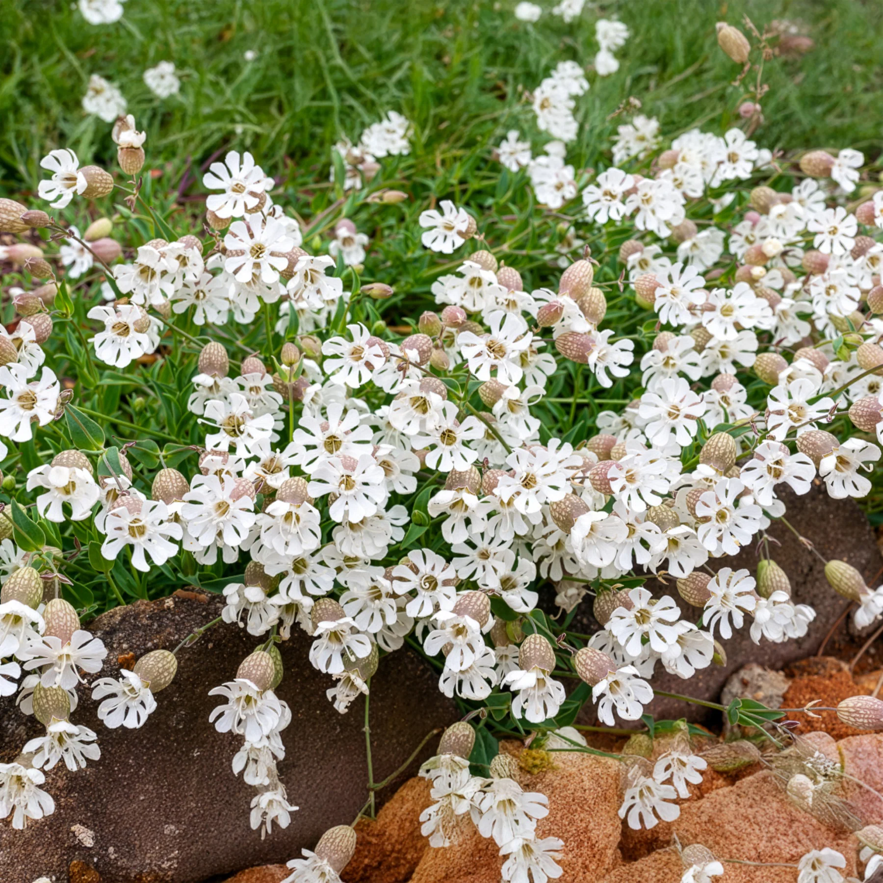 Blaassilene - Image 2