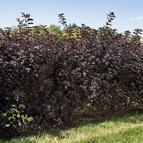 Blaasspirea 'Fireside' - Image 3