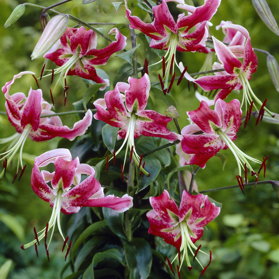 Black Beauty lelie / Lilium “black beauty