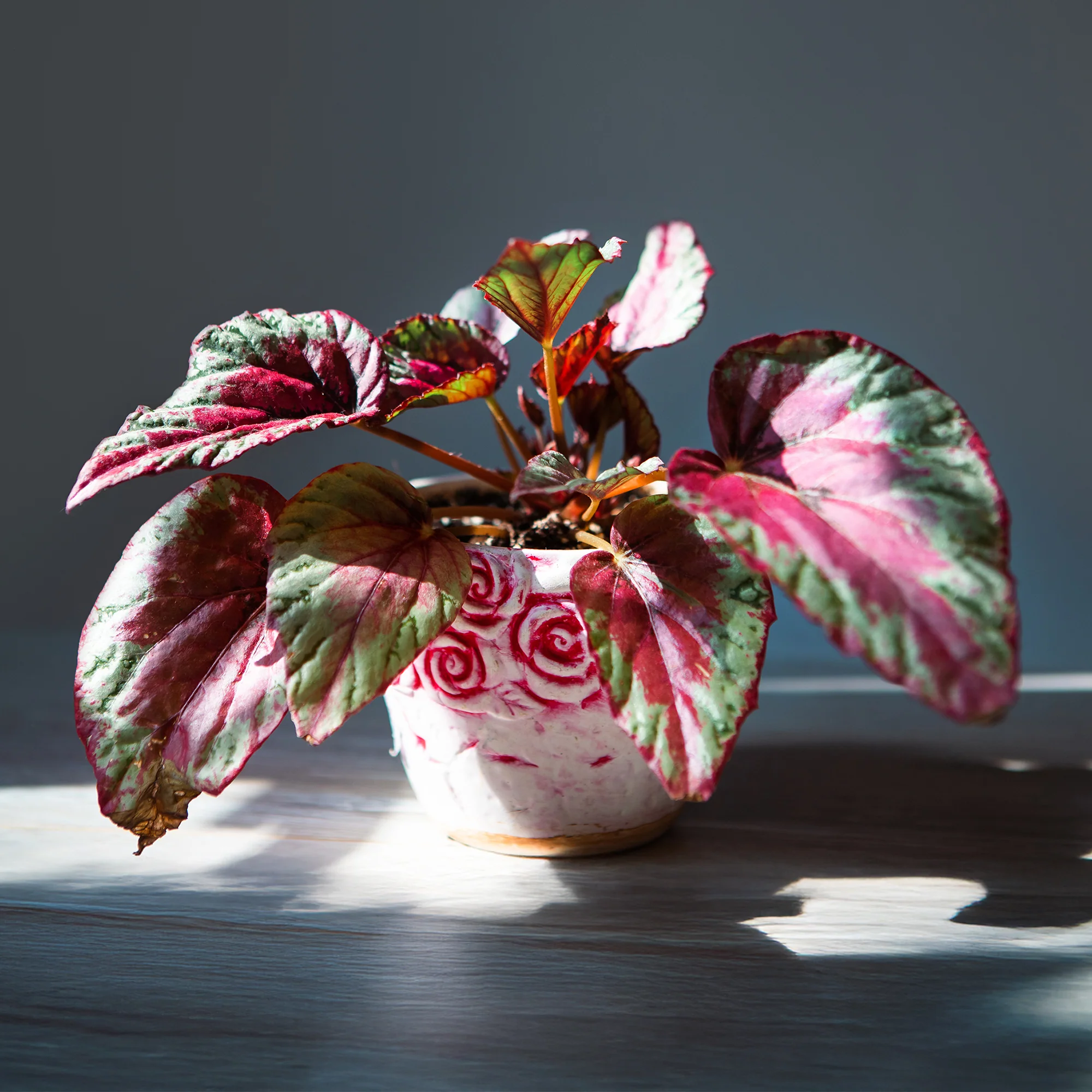 Bladbegonia 'Maui Sunset'