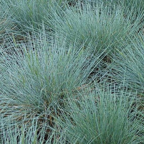 Blauw schapegras Zwergenkönig (x3)