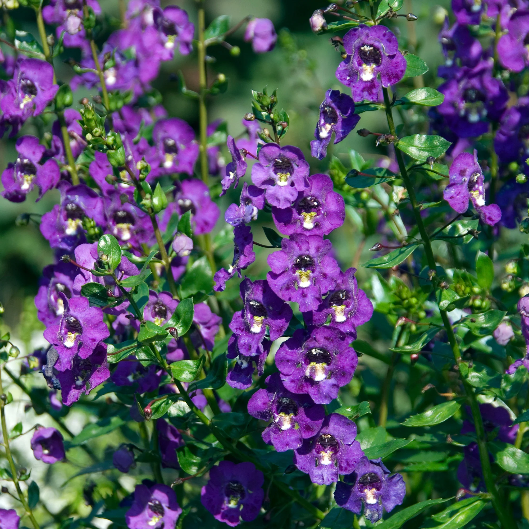Angelonia - Image 2
