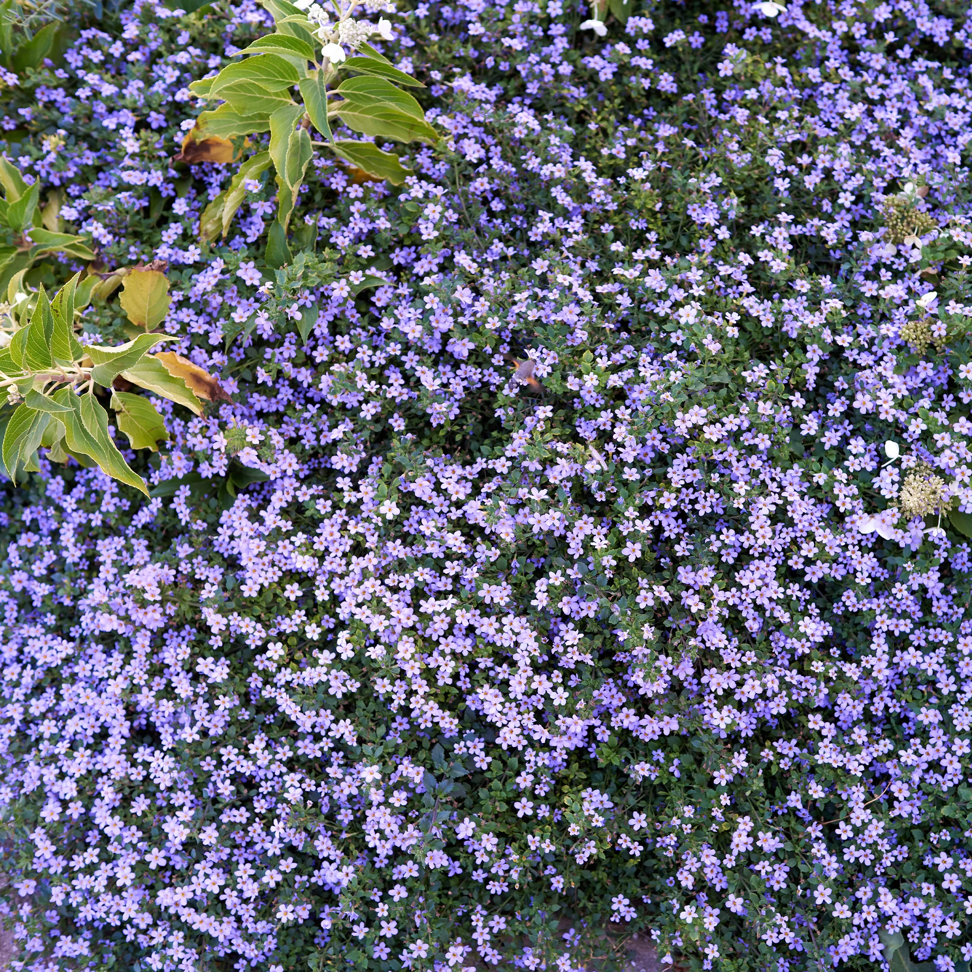 Blauwe bacopa