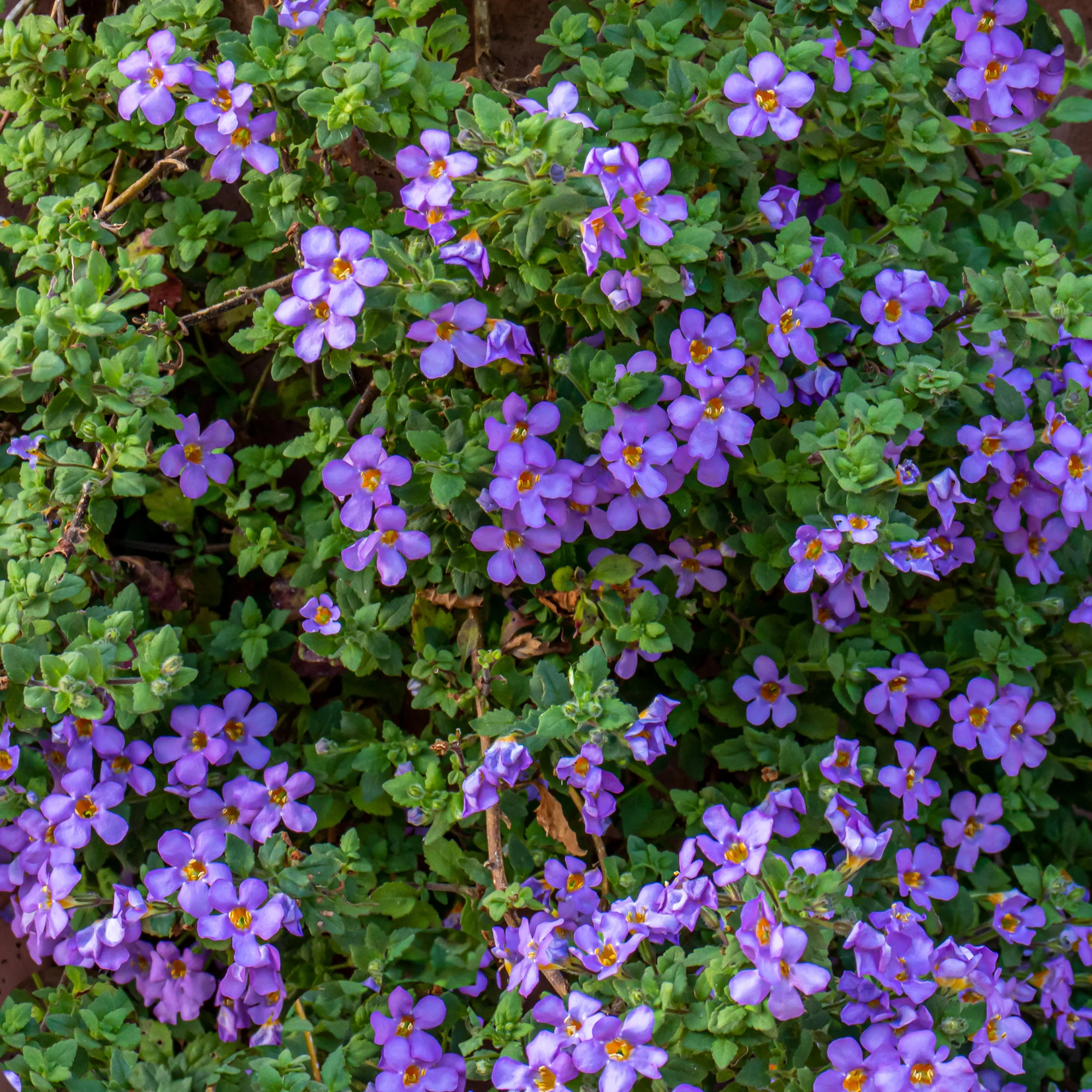 Blauwe bacopa - Image 2