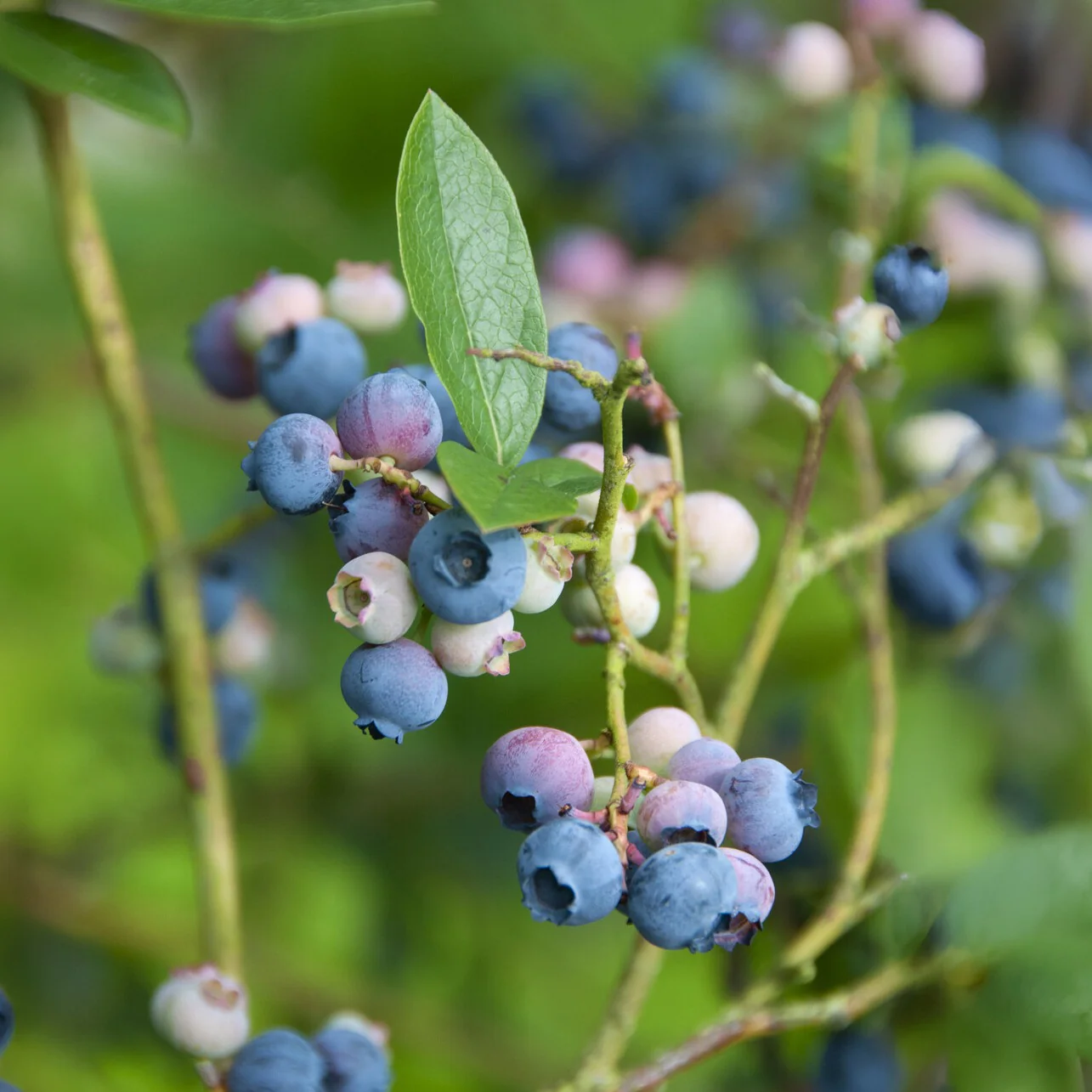 Blauwe bes 'Bluecrop'