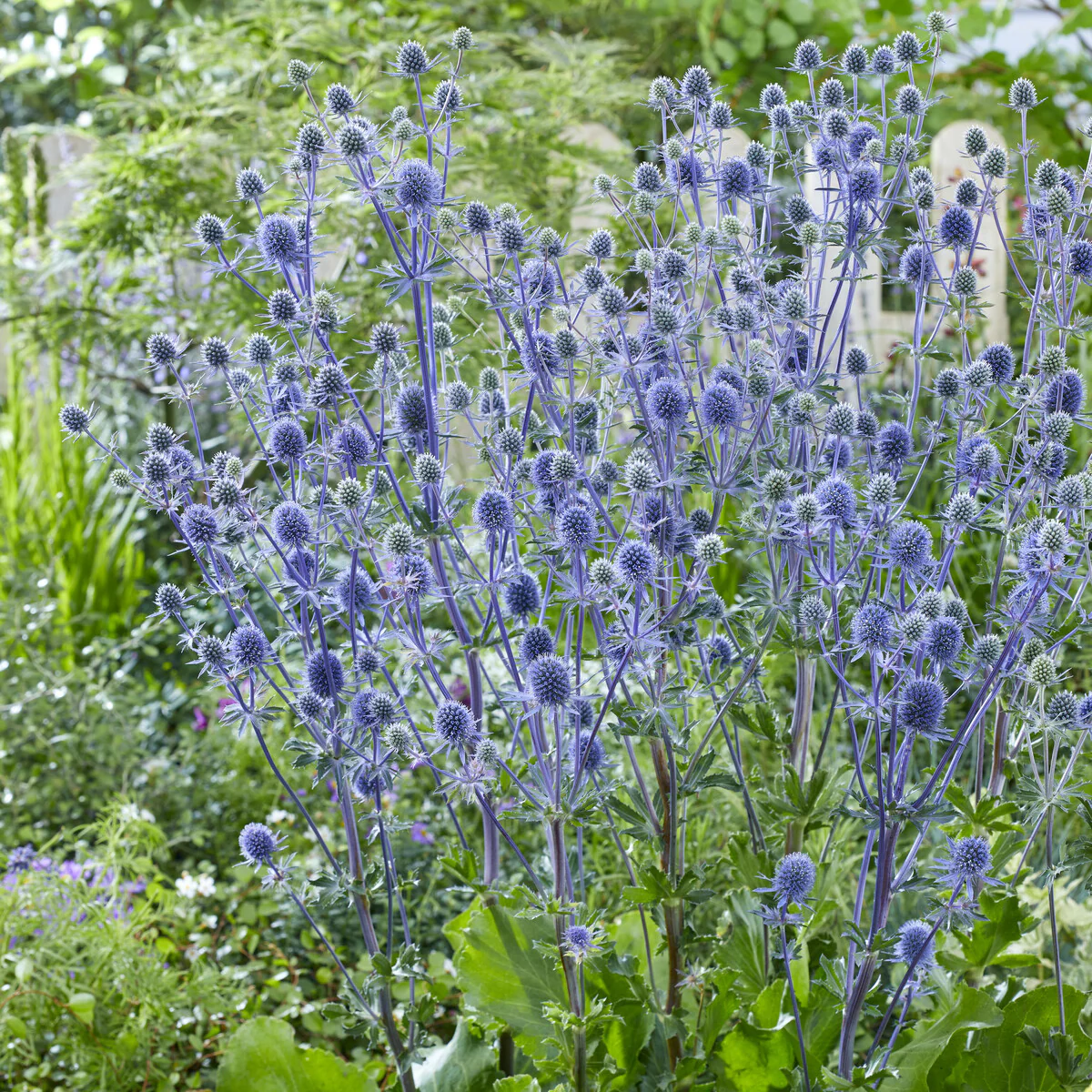 Blauwe distel