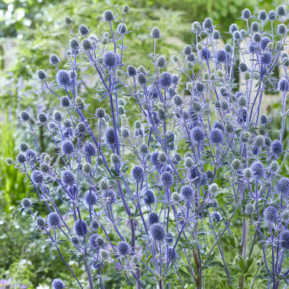 Blauwe distel - Image 2
