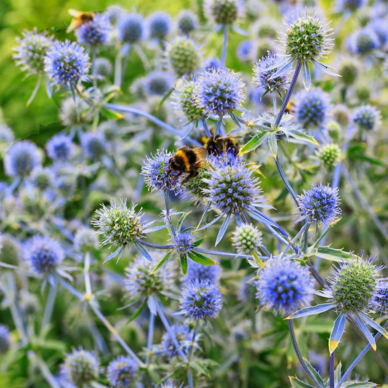 Blauwe distel - Image 3