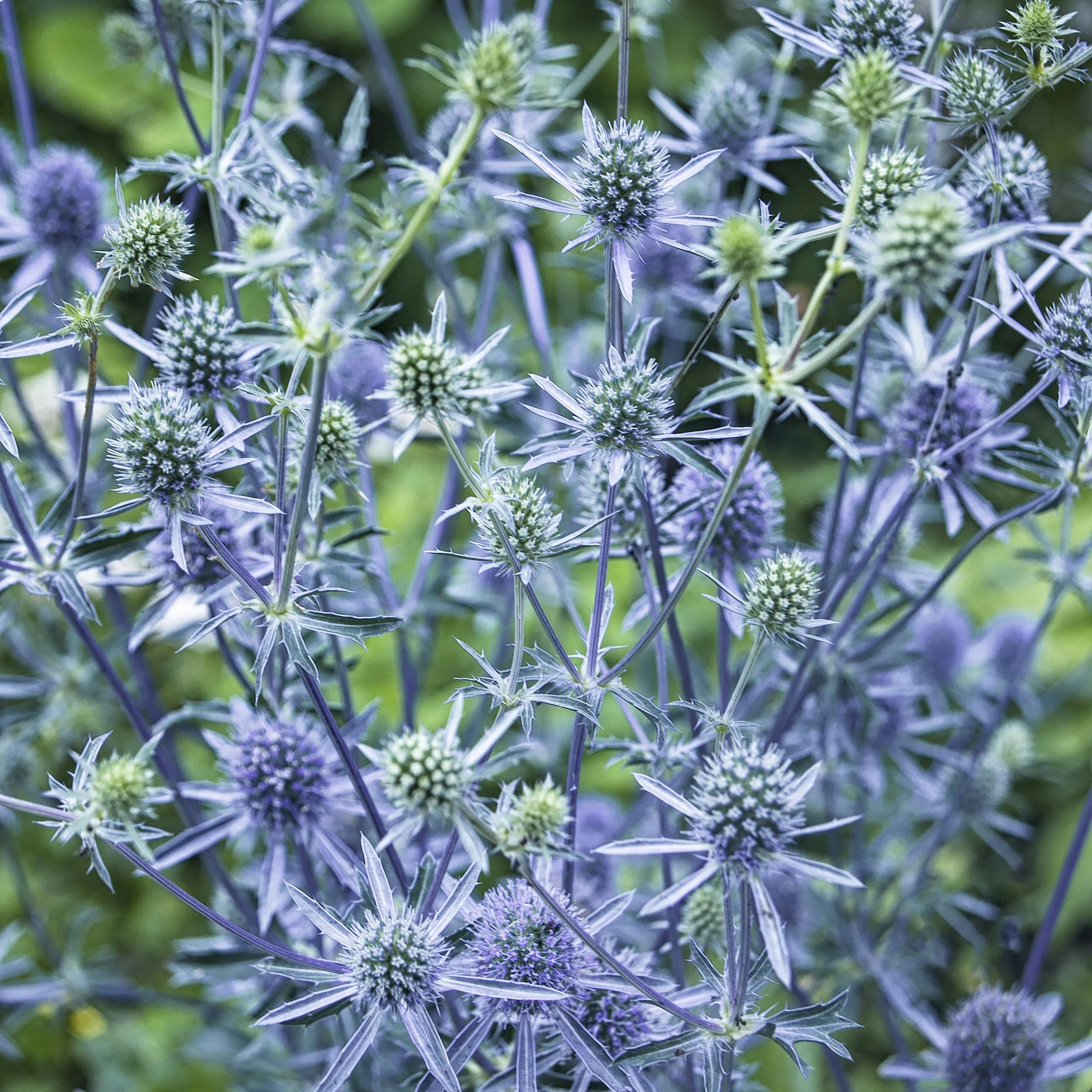 Blauwe distel - Image 5