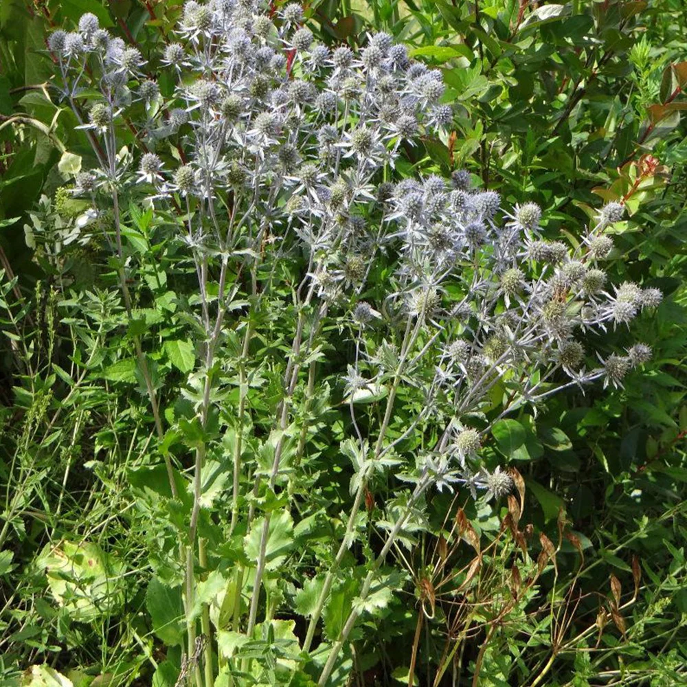 Blauwe distel - Image 6