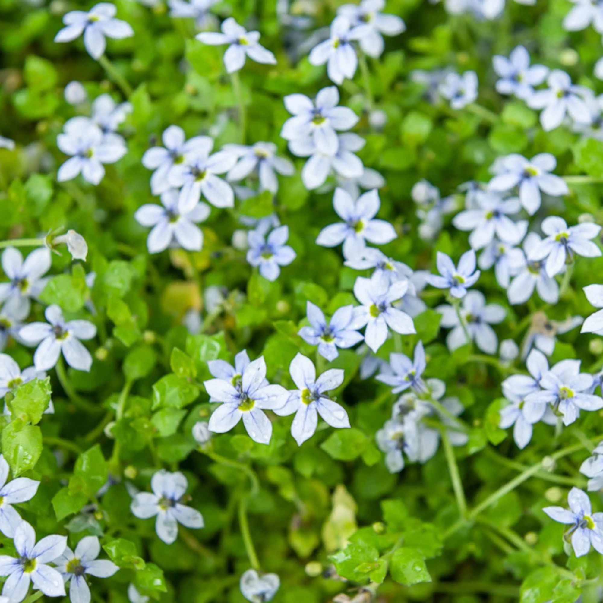 Blauwe grondkruiper (x3) - Image 2