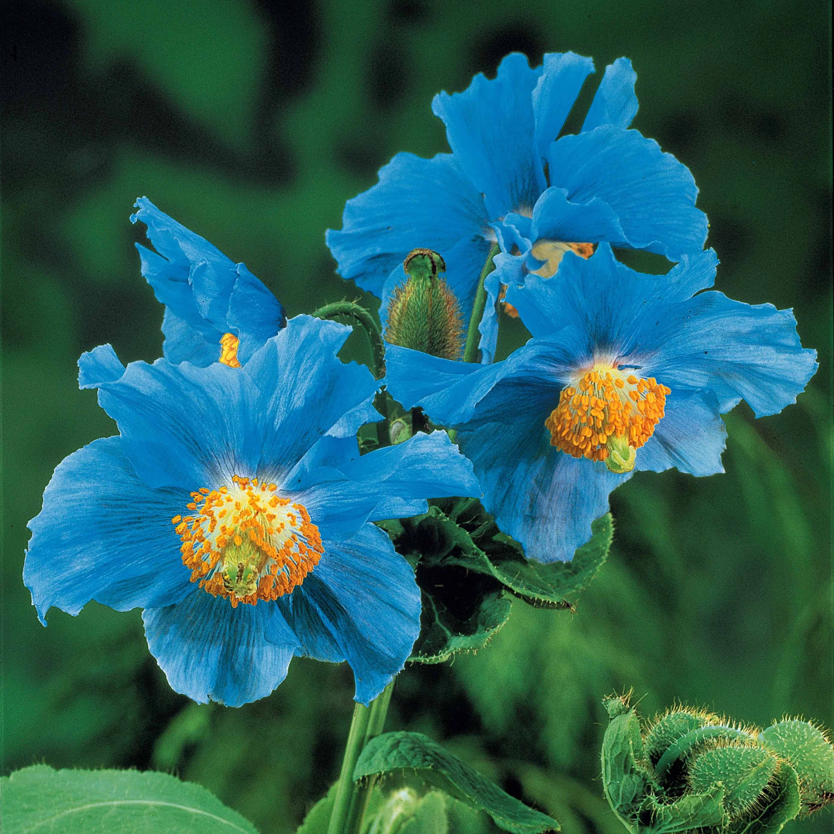 Blauwe klaproos (x2) - Image 3