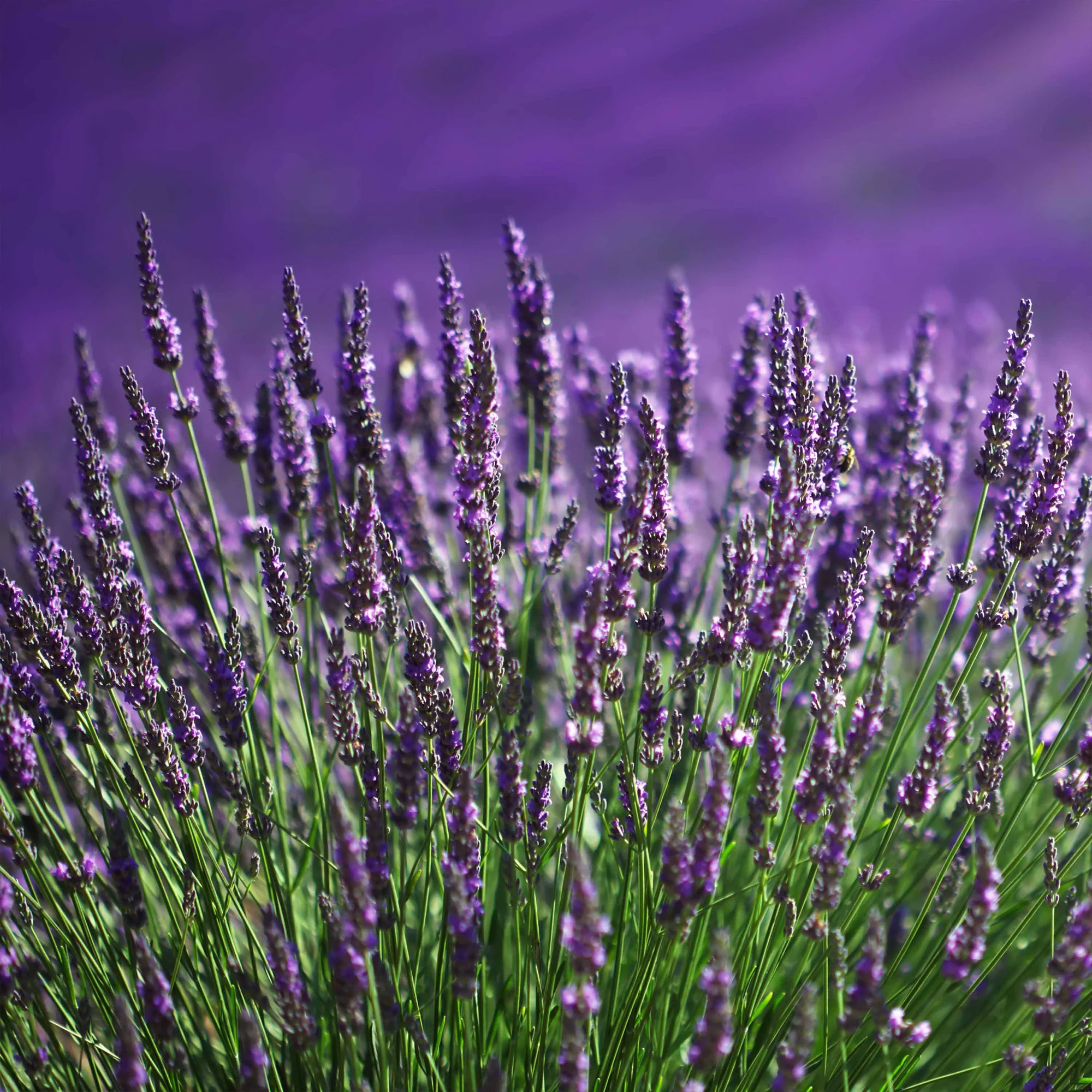Blauwe lavendel - Image 2