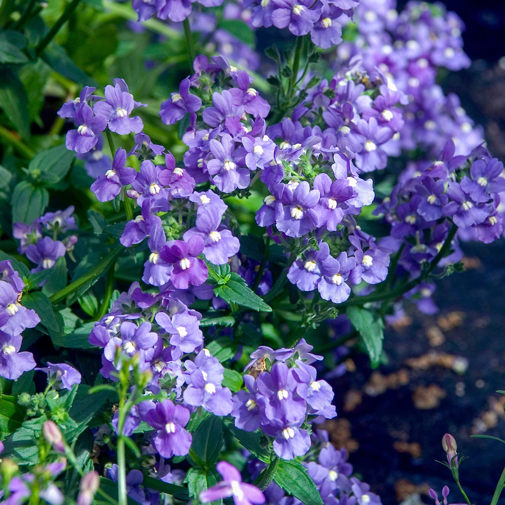 Blauwe Nemesia