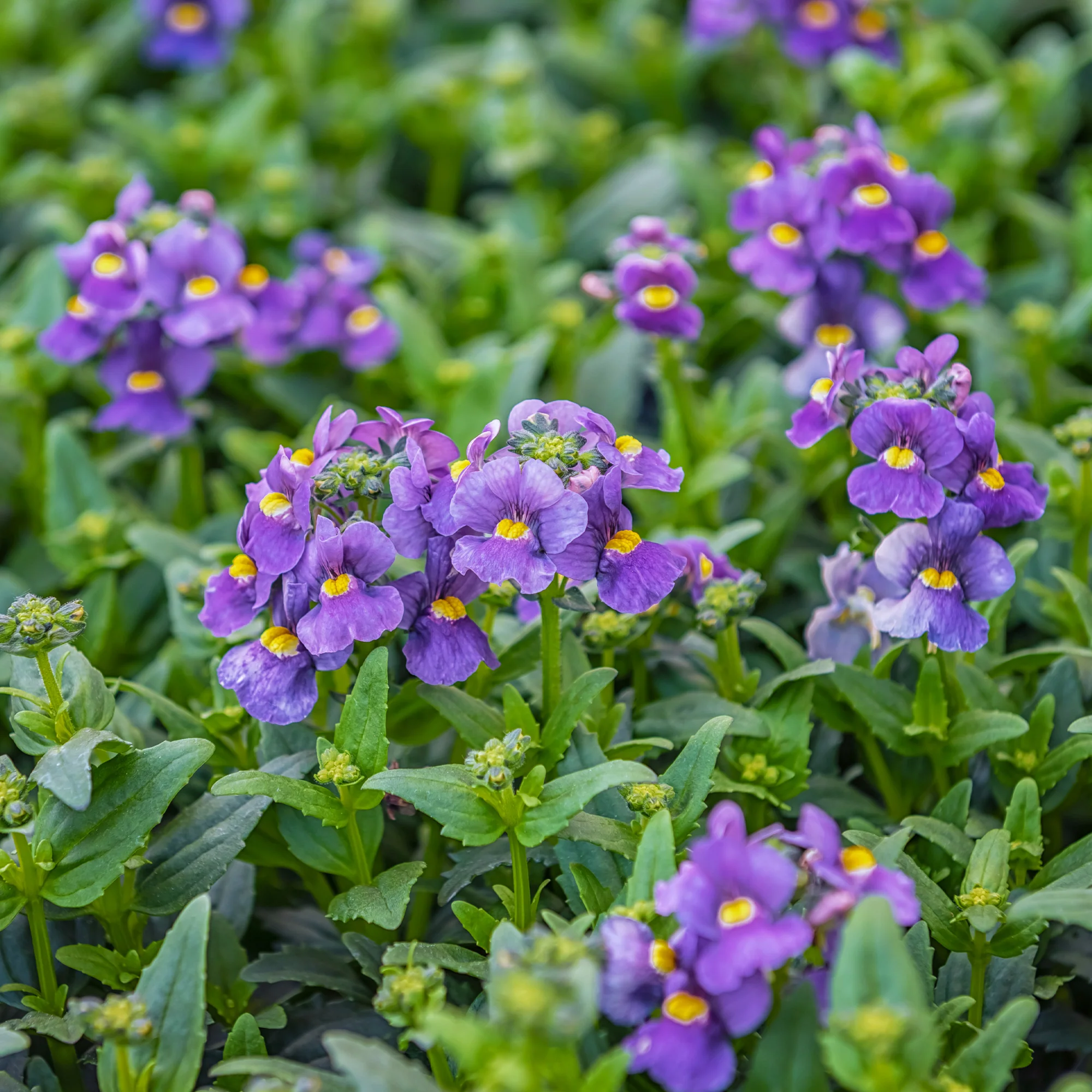 Blauwe Nemesia - Image 2