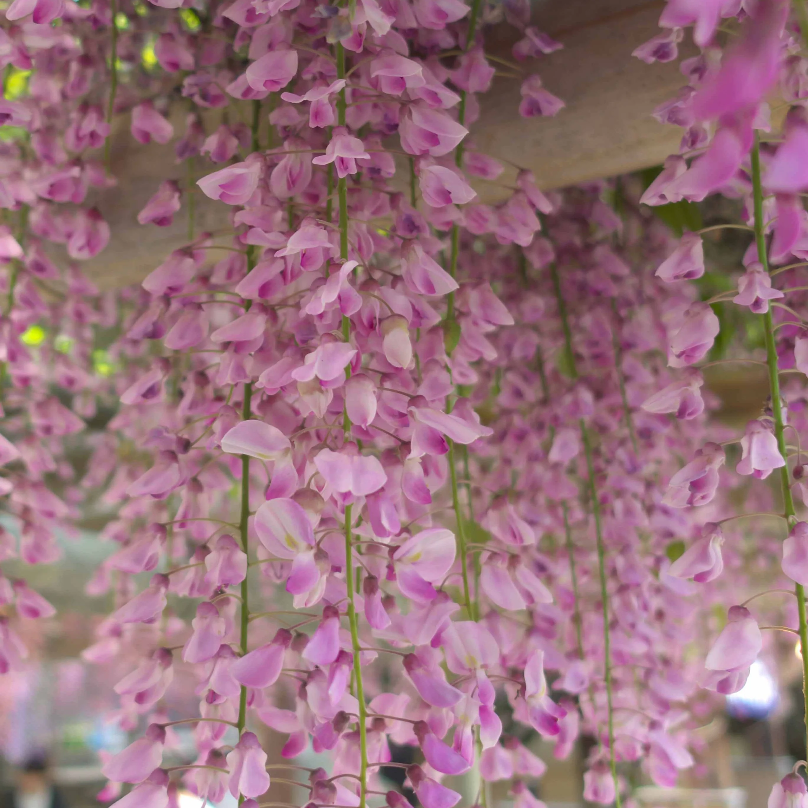 Blauwe regen 'Rosea' - Image 5