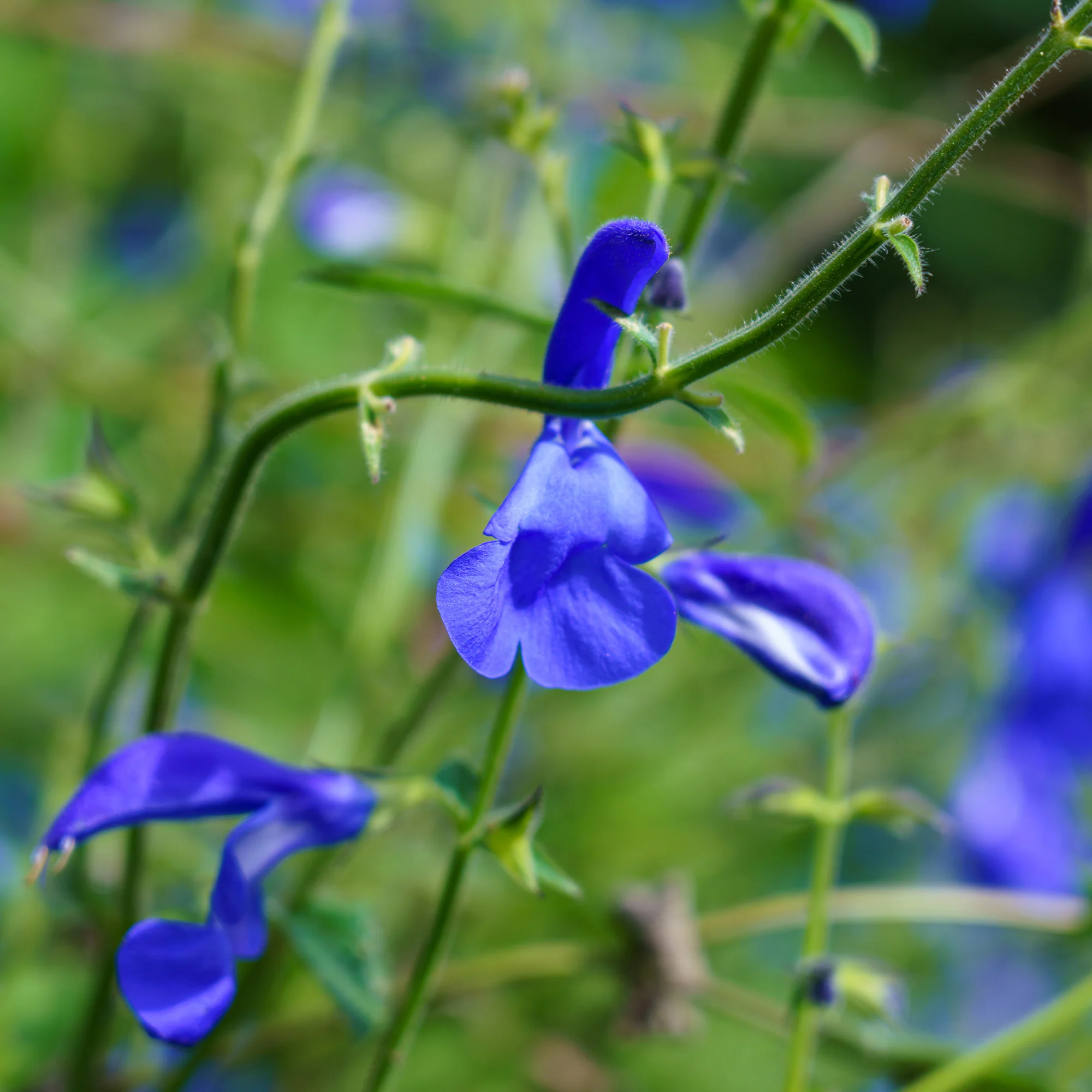 Blauwe salie - Image 2