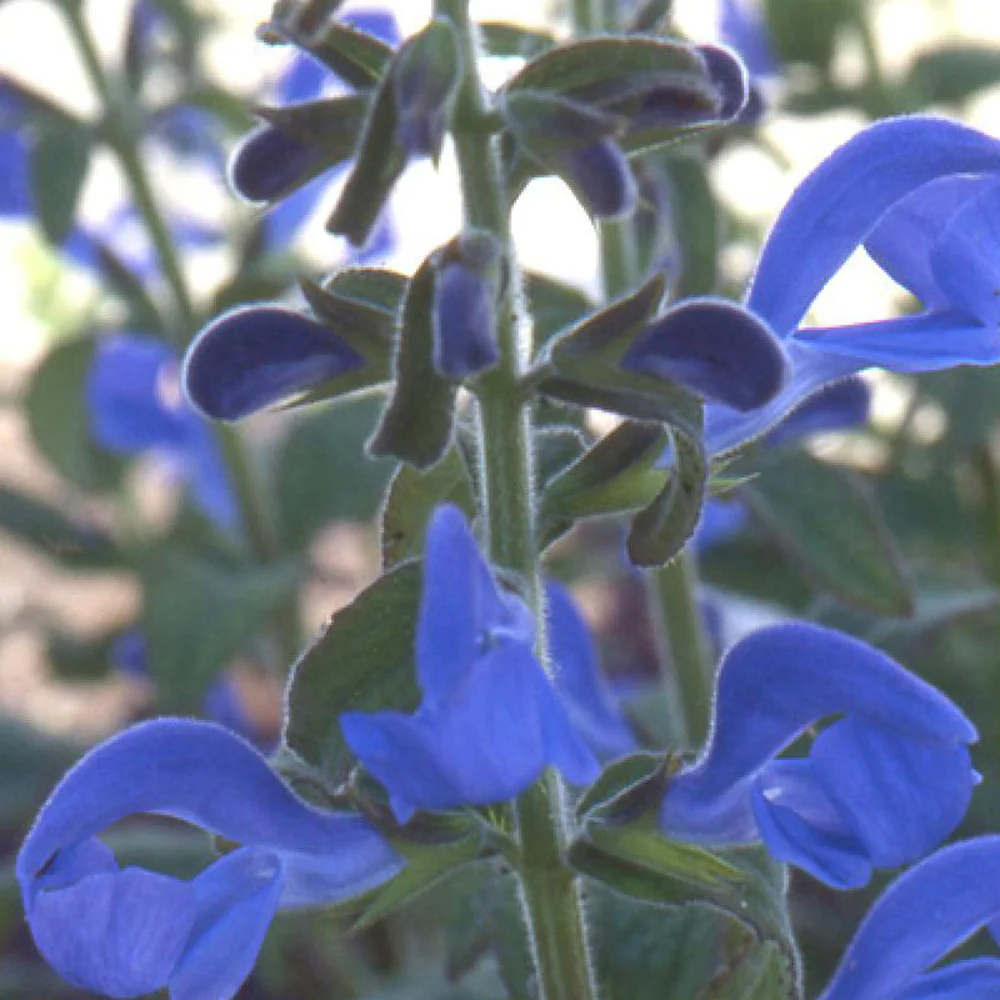 Blauwe salie - Image 4