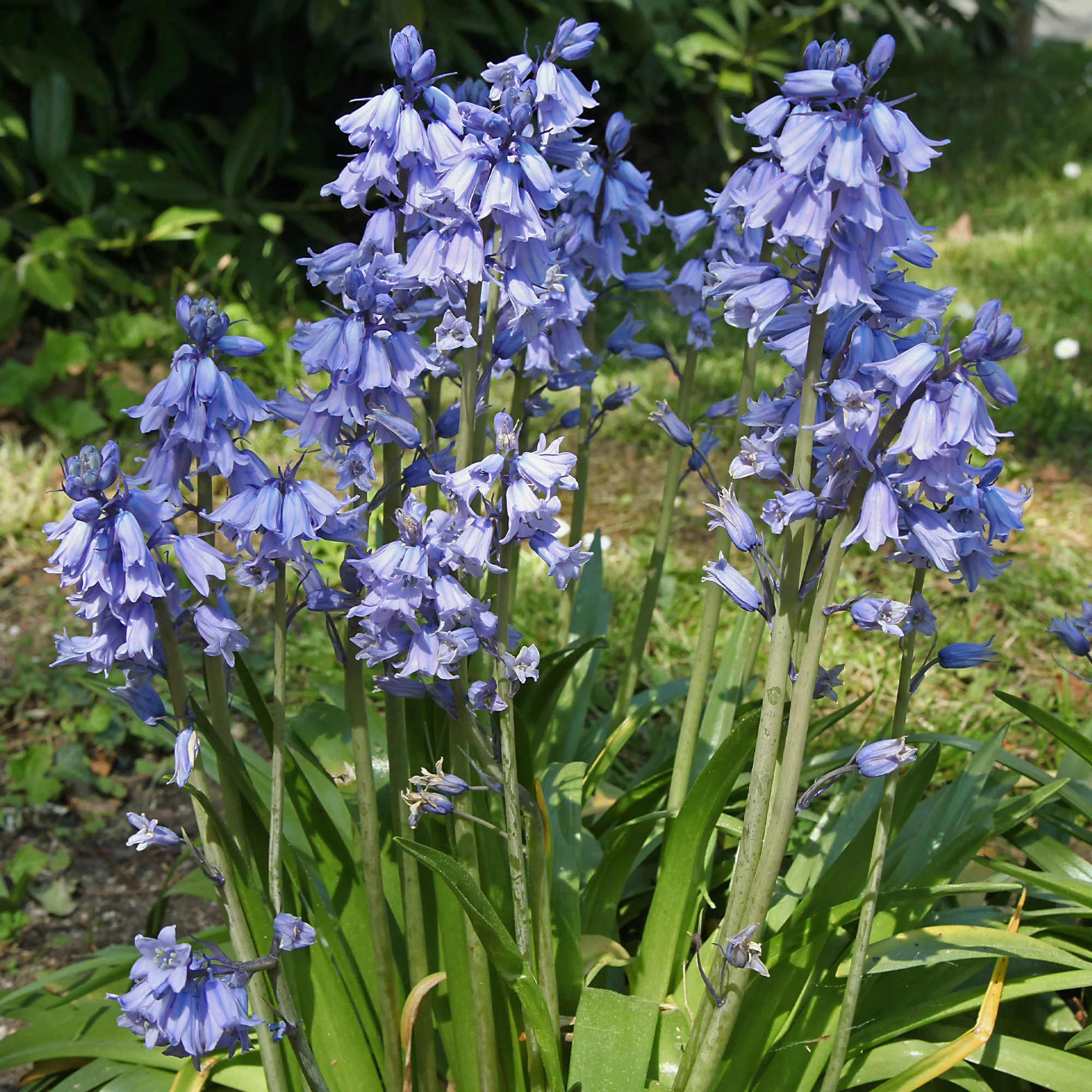 Blauwe sterhyacint