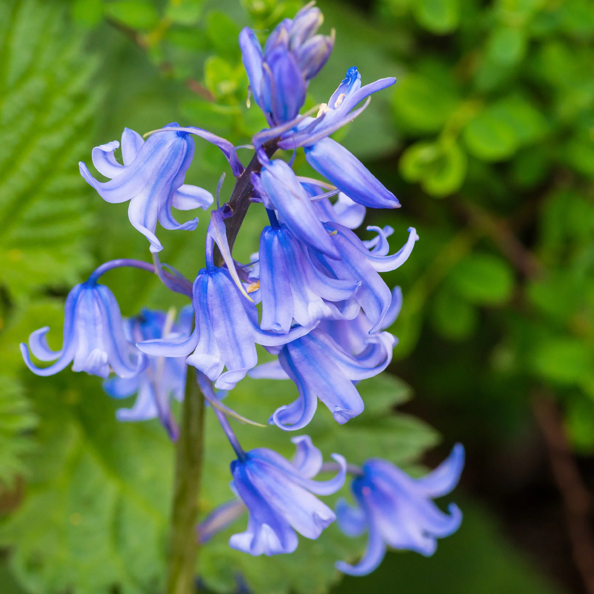 Blauwe sterhyacint - Image 4