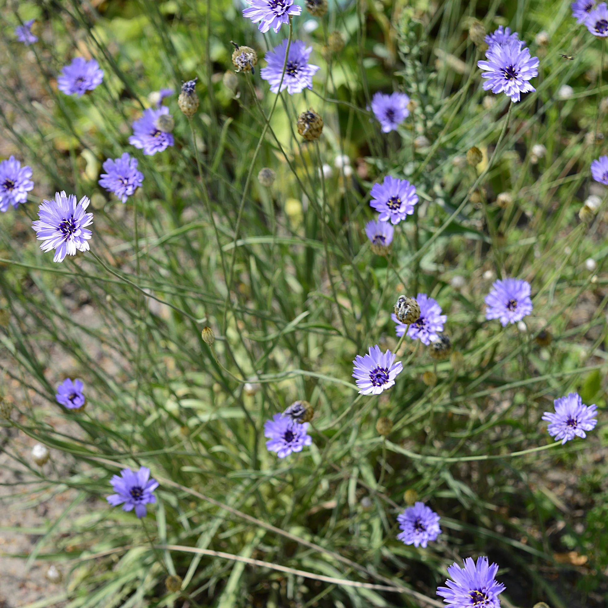 Blauwe strobloem - Image 3