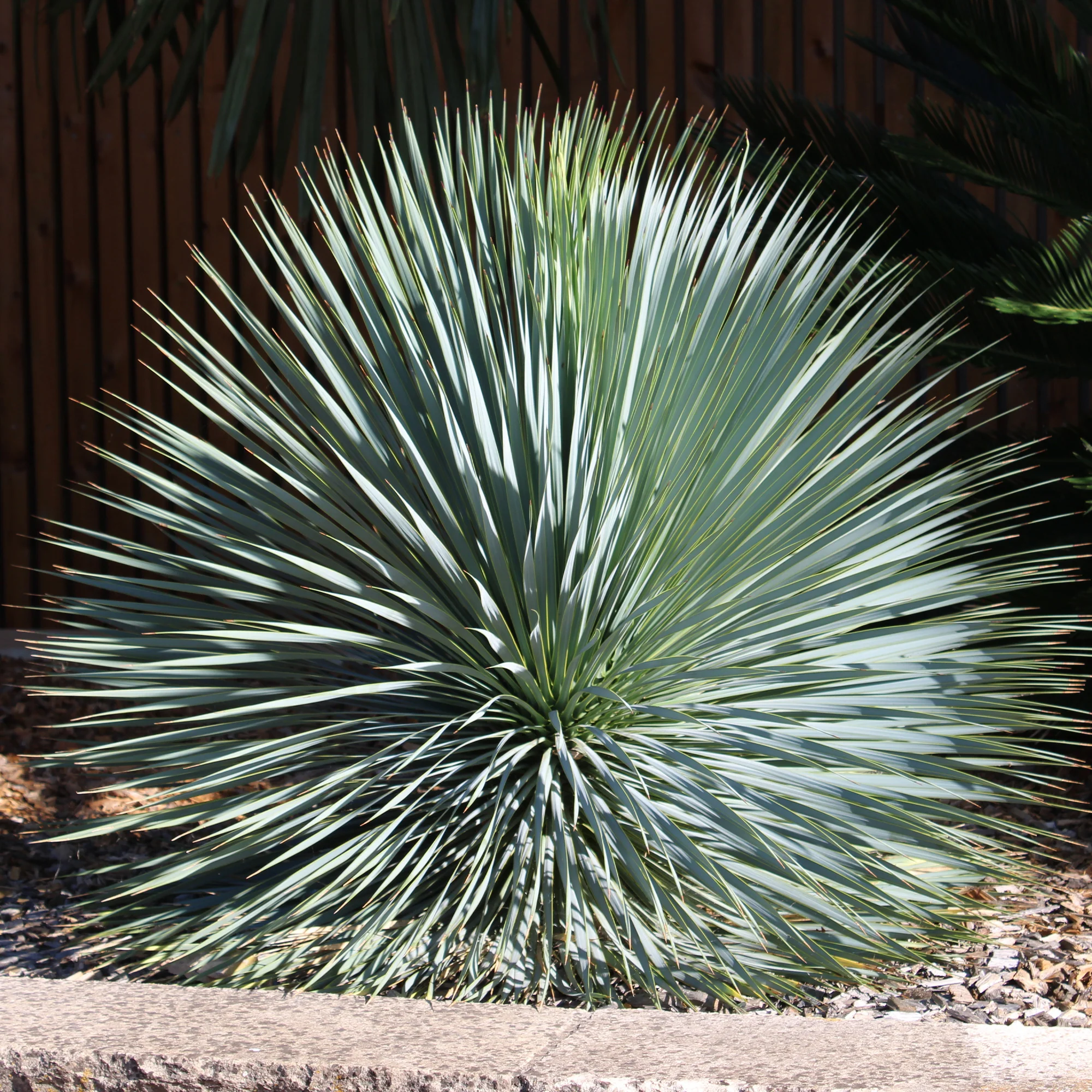 Blauwe yucca