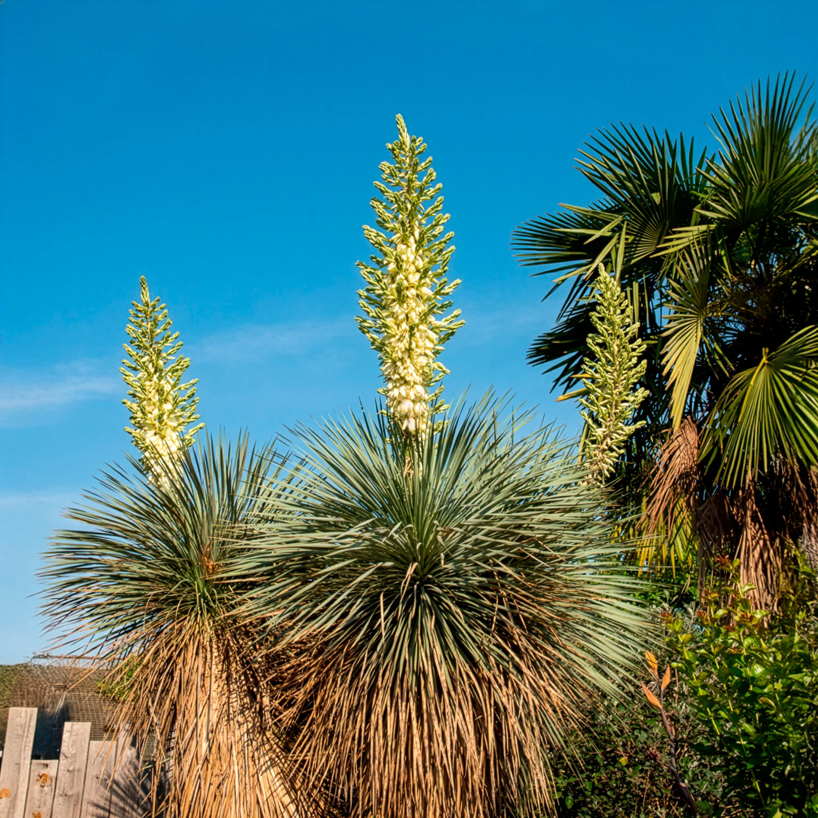 Blauwe yucca - Image 2