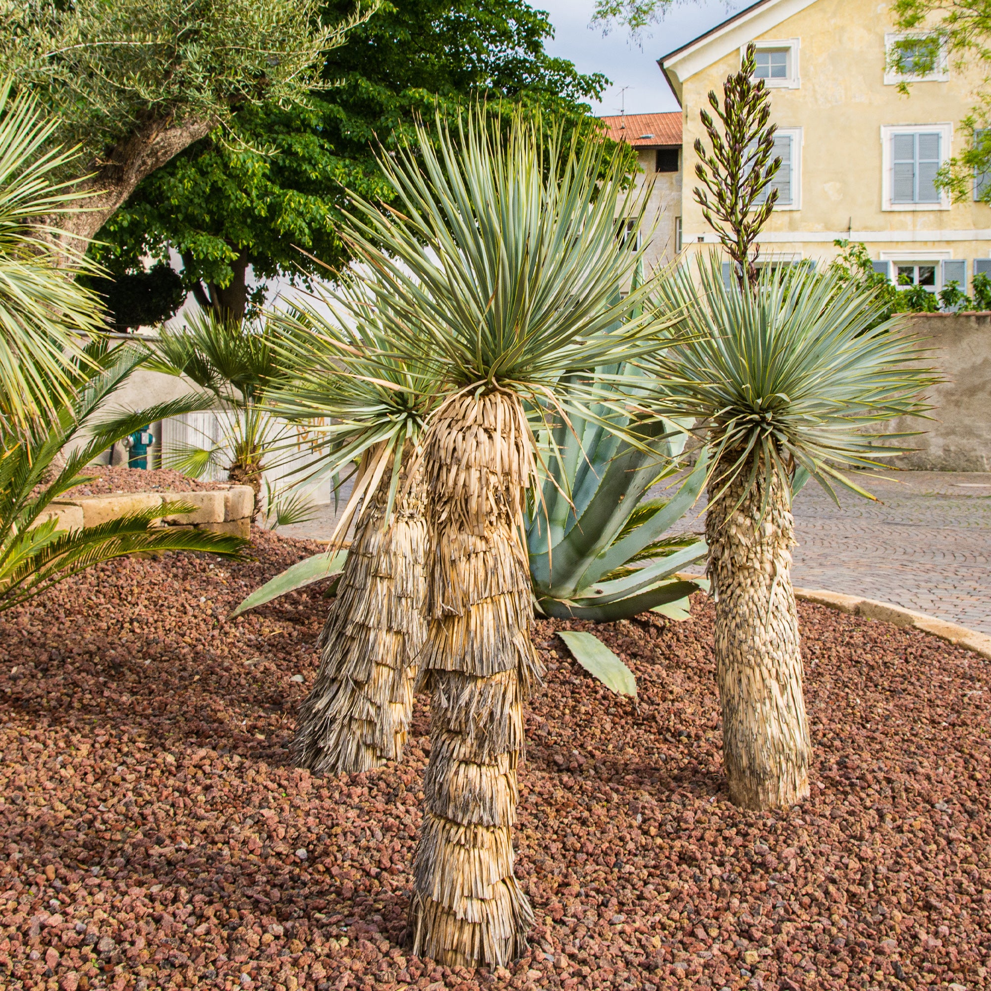 Blauwe yucca - Image 3