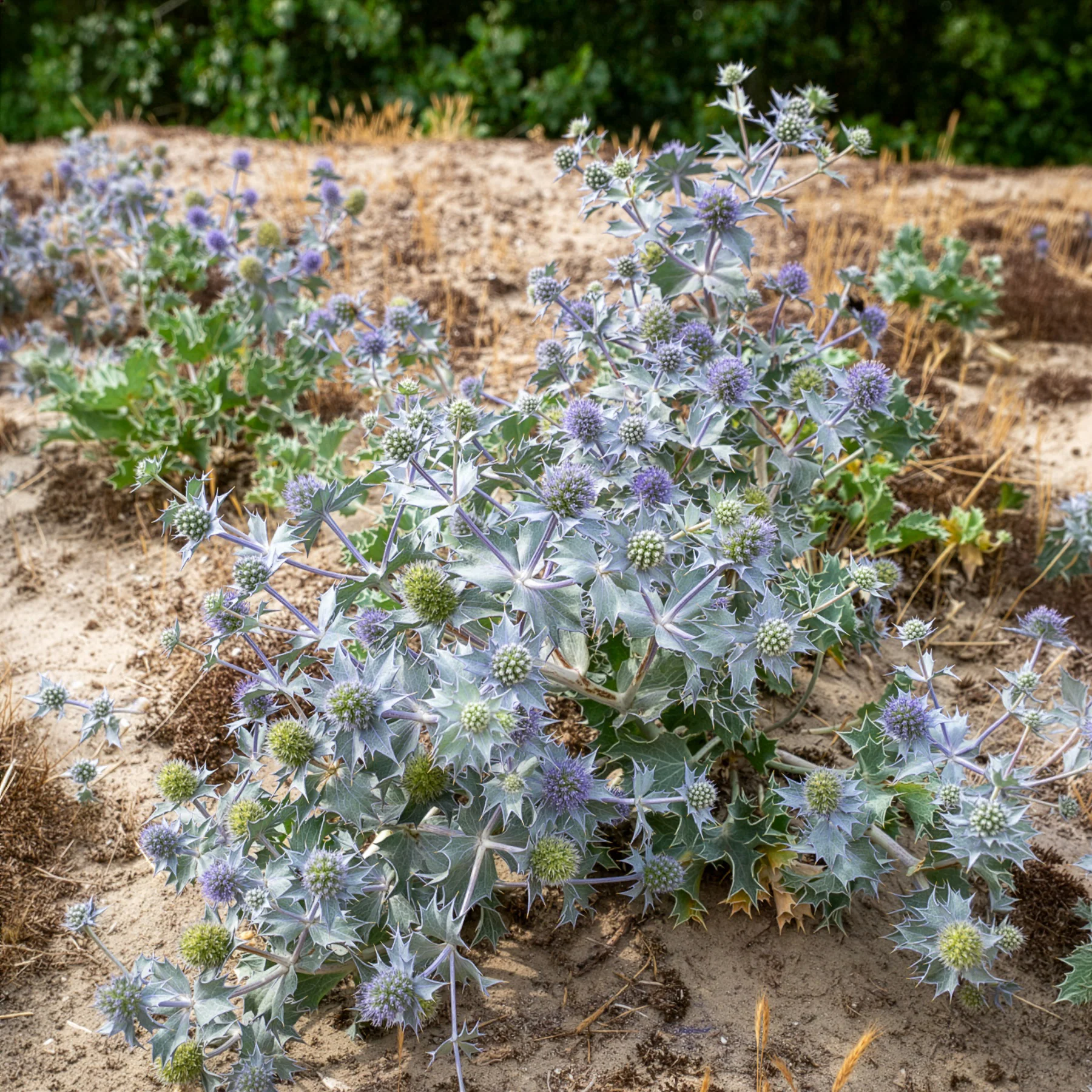 Blauwe zeedistel - Image 4