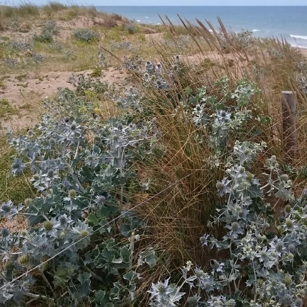 Blauwe zeedistel - Image 5