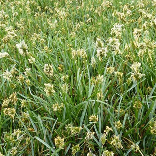 Blauwgras