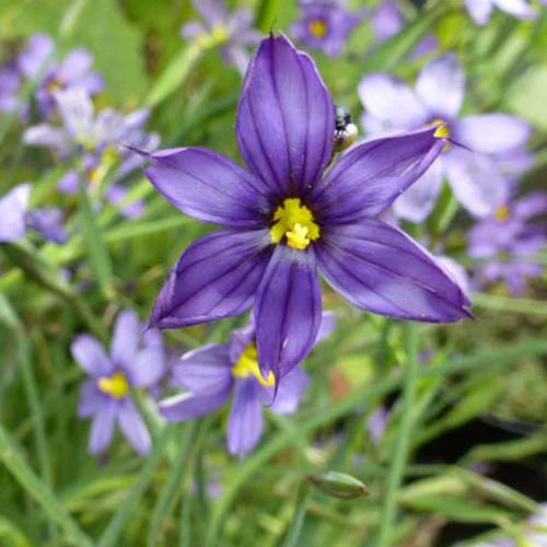 Blauwogengras
