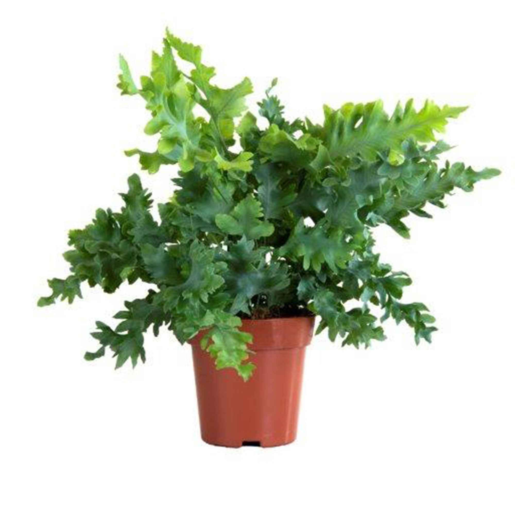 Blauwvaren Phlebodium 'Davana' - Image 2