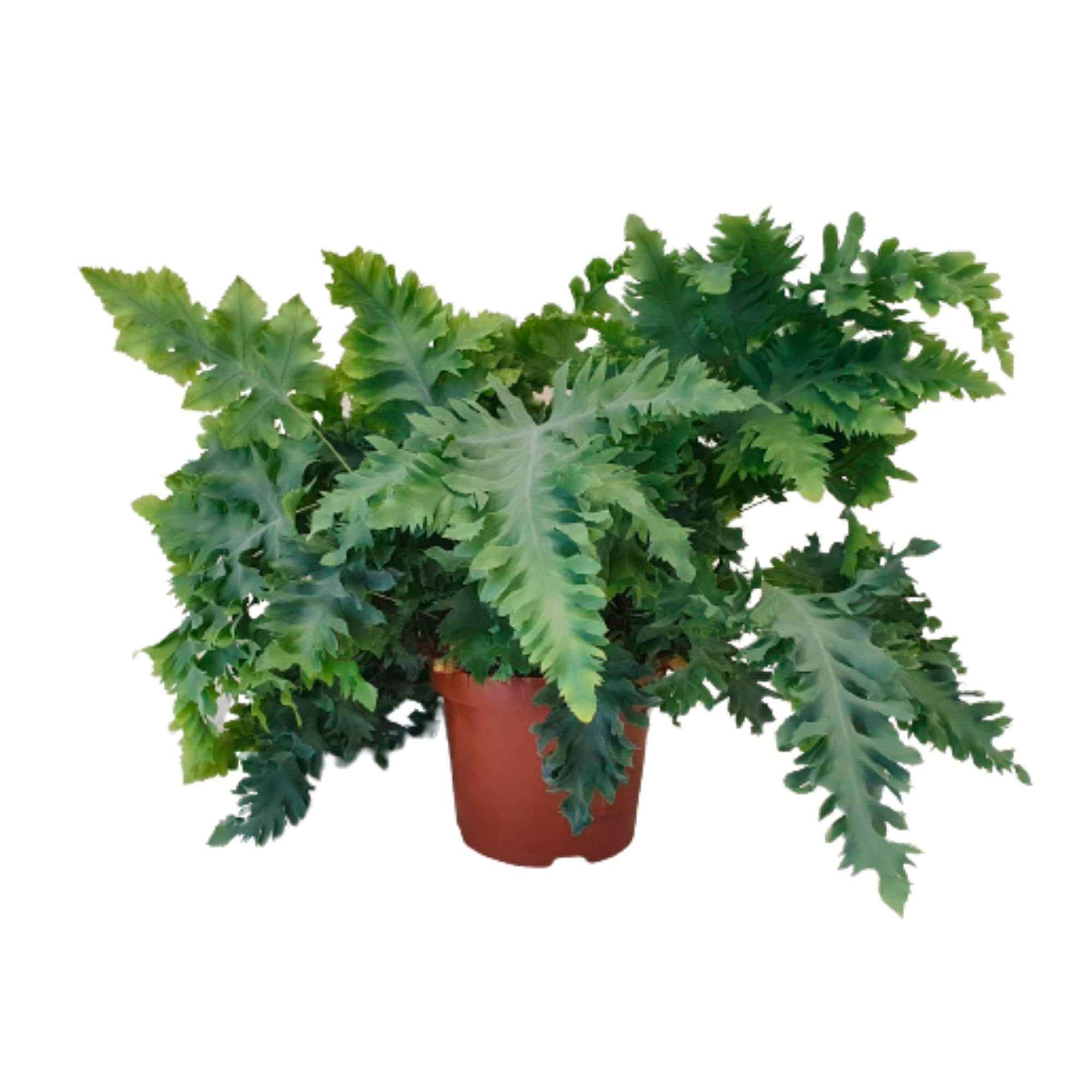 Blauwvaren Phlebodium 'Davana' - Image 3