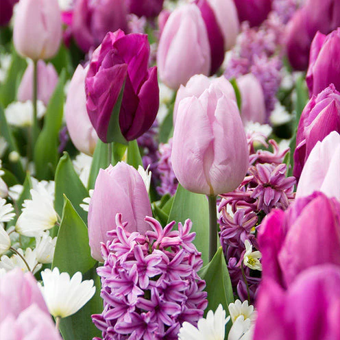 Bloembollen Royal Purple mix (x25) - Image 2