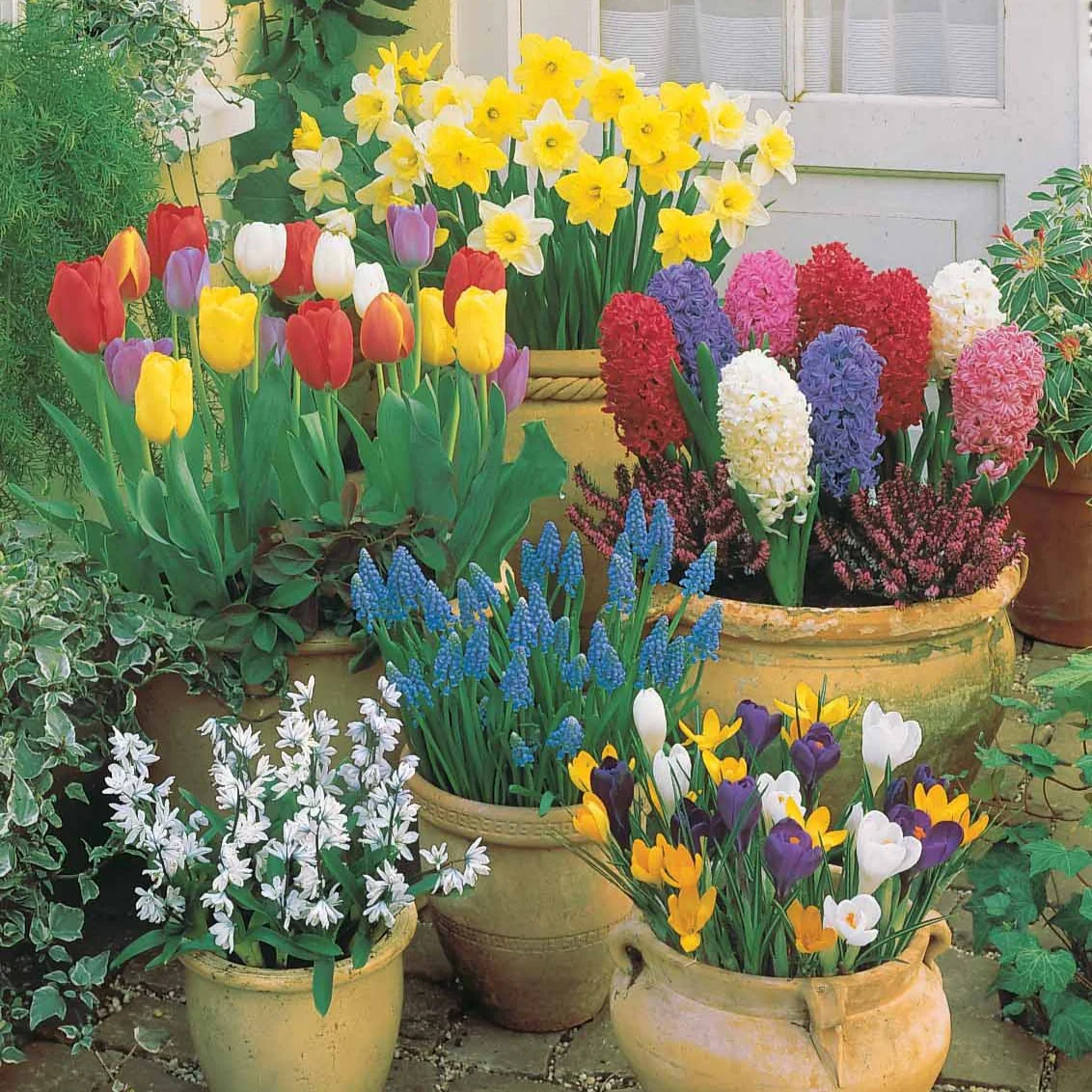 Bloembollenmix voor terras & tuin (x75)