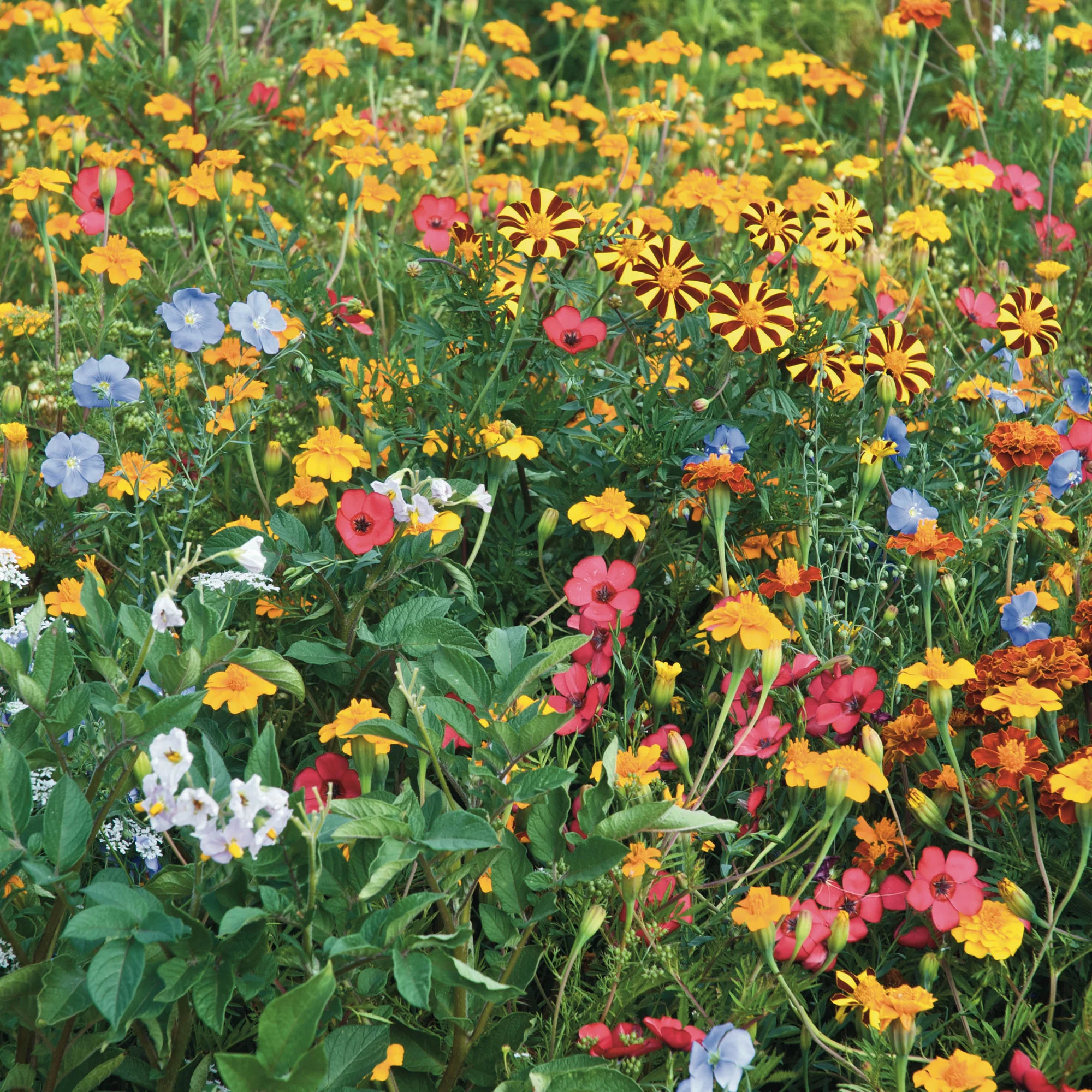 Bloemen tegen coloradokevers