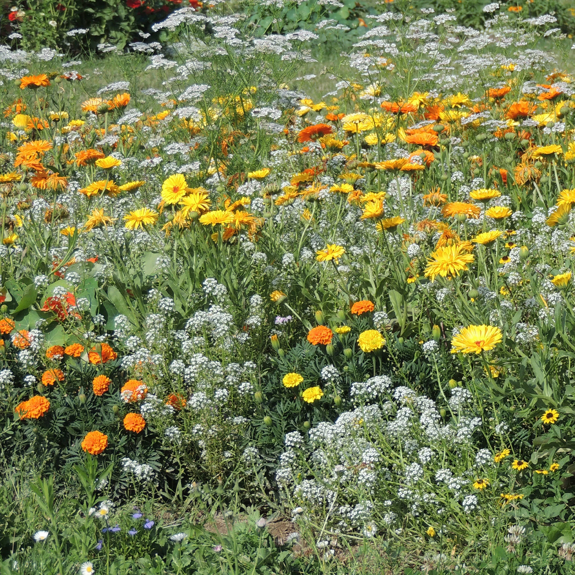 Anti-luizenbloemenmi - Image 2