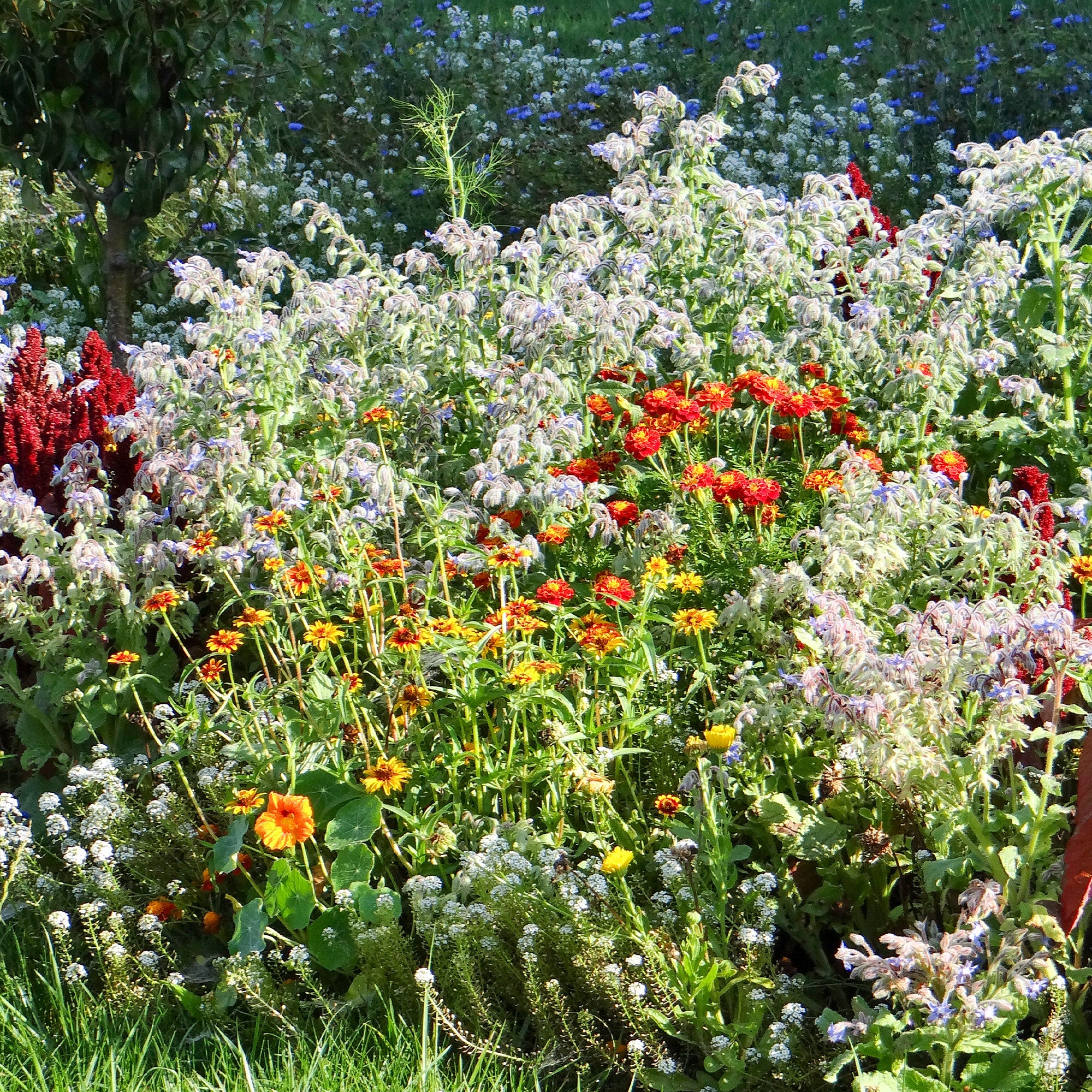 Bloemenmix in slakkenkorrels
