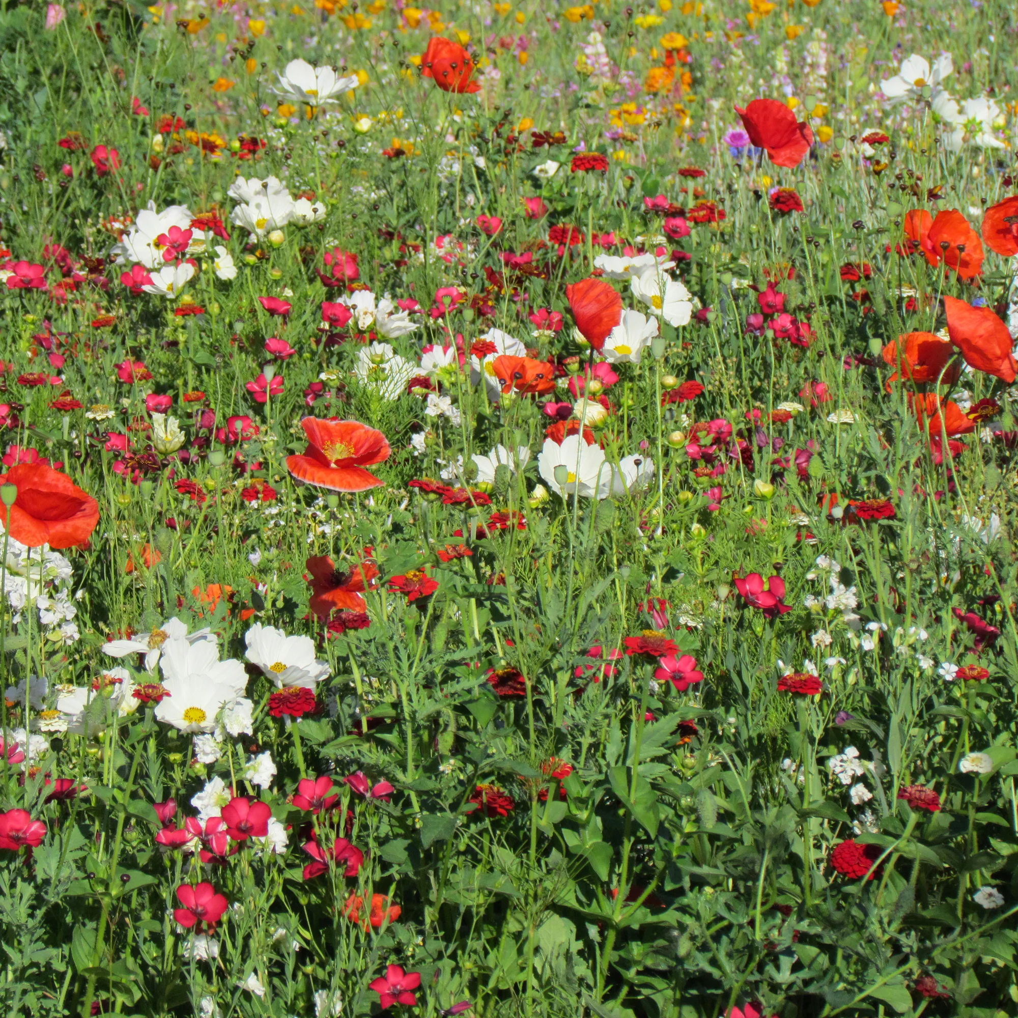 Bloemenmix vanille-aardbei