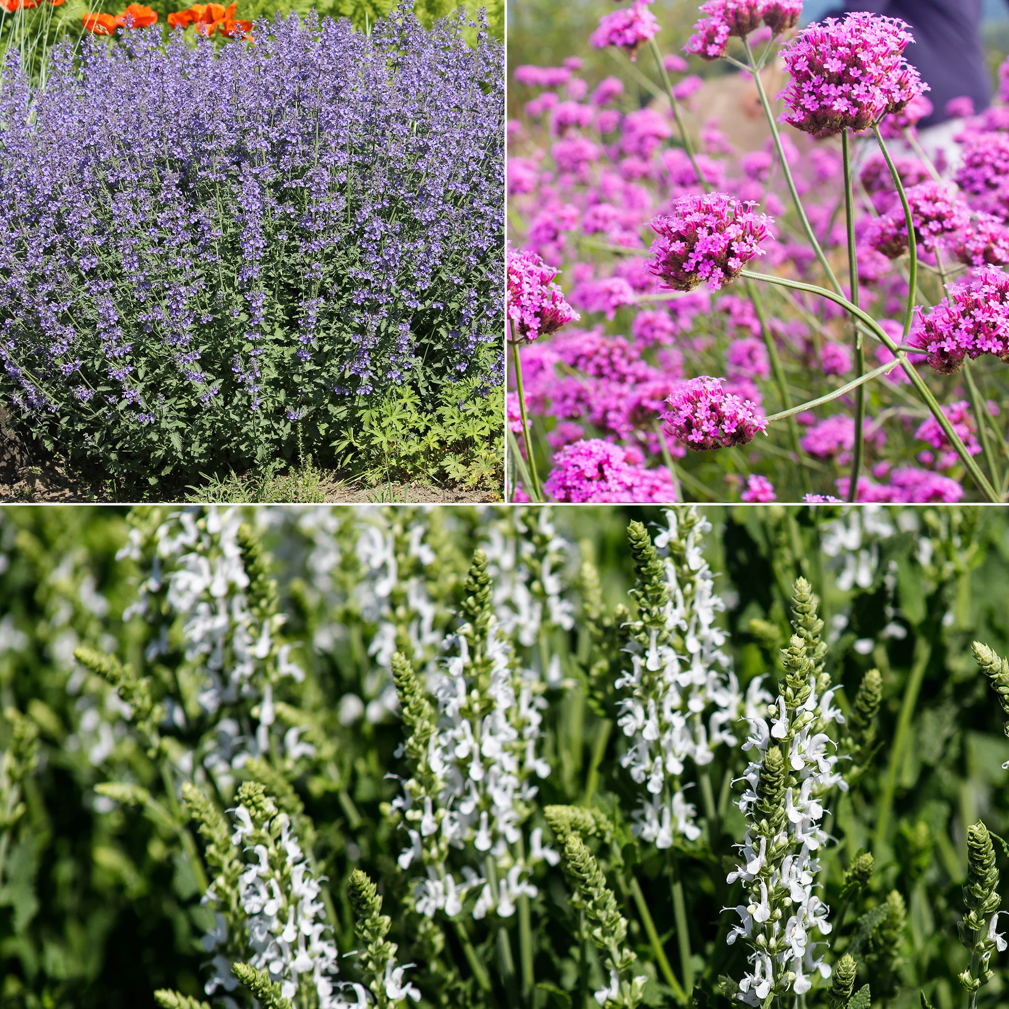 Bloemperk in de zon Paars & Wit