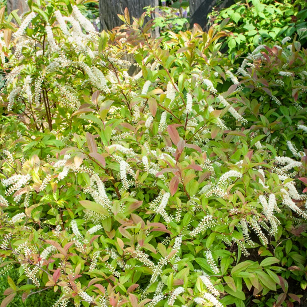 Bloemwilg