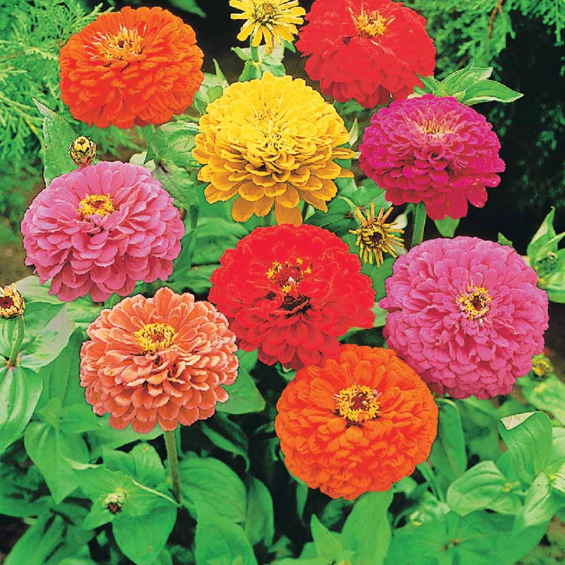Miniatuur 2