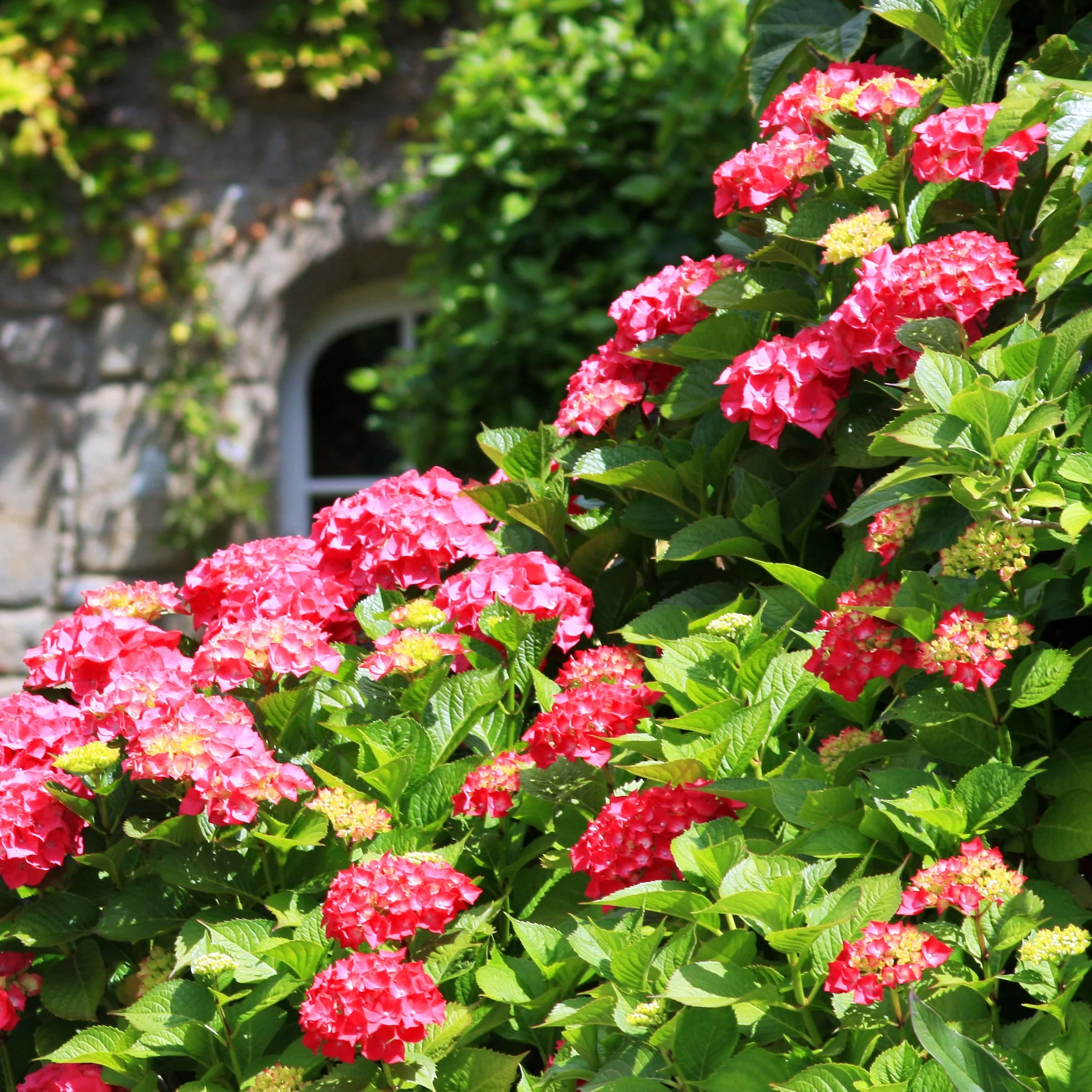 Rode Boerenhortensia - Image 2