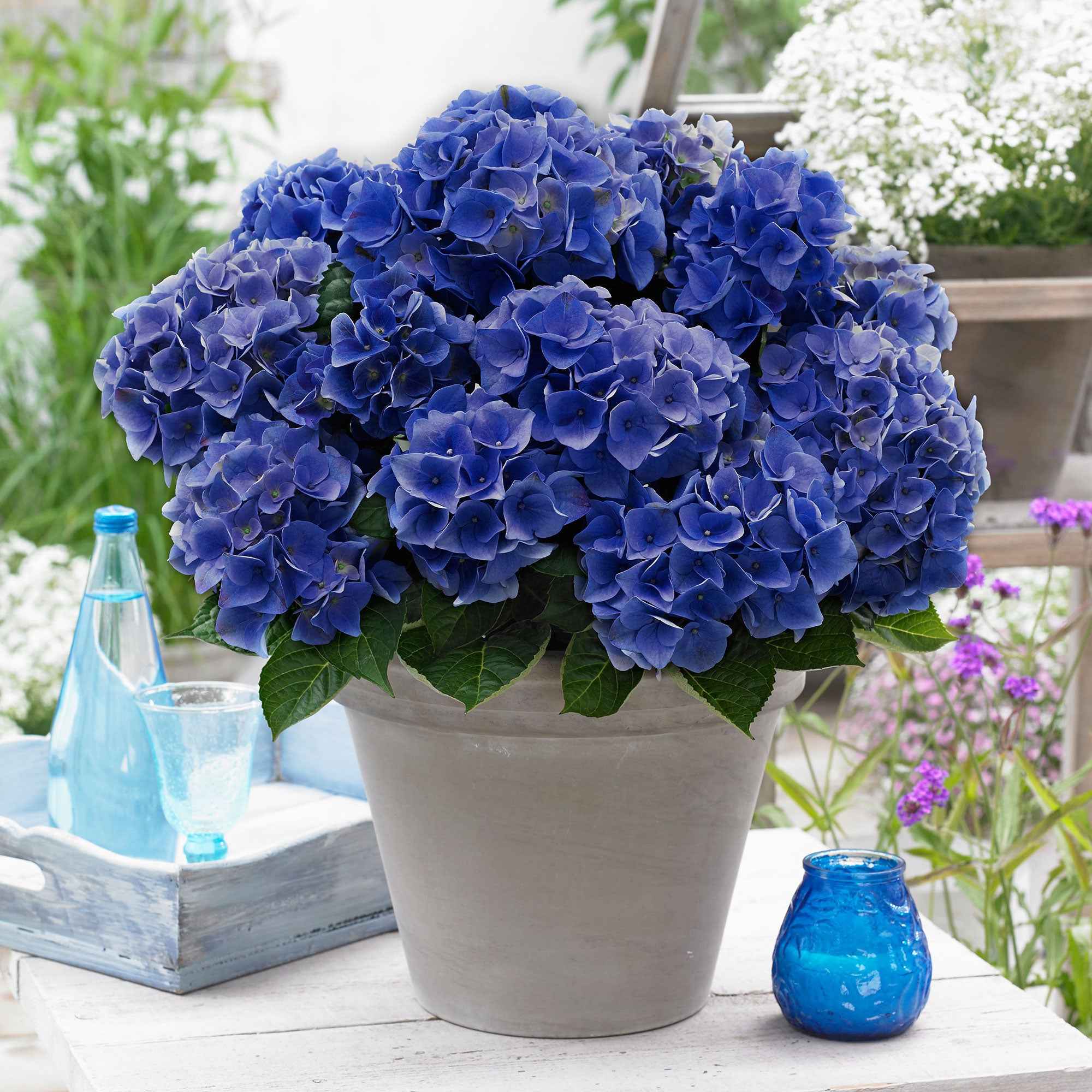 Boerenhortensia 'Blue Boogie Woogie'®