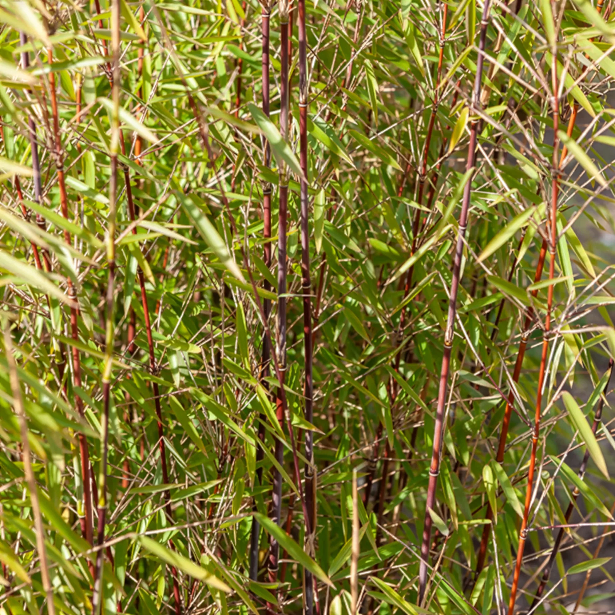 Boeren Boerenhortensia, Japanse roos, bamboe (x3) - Image 2