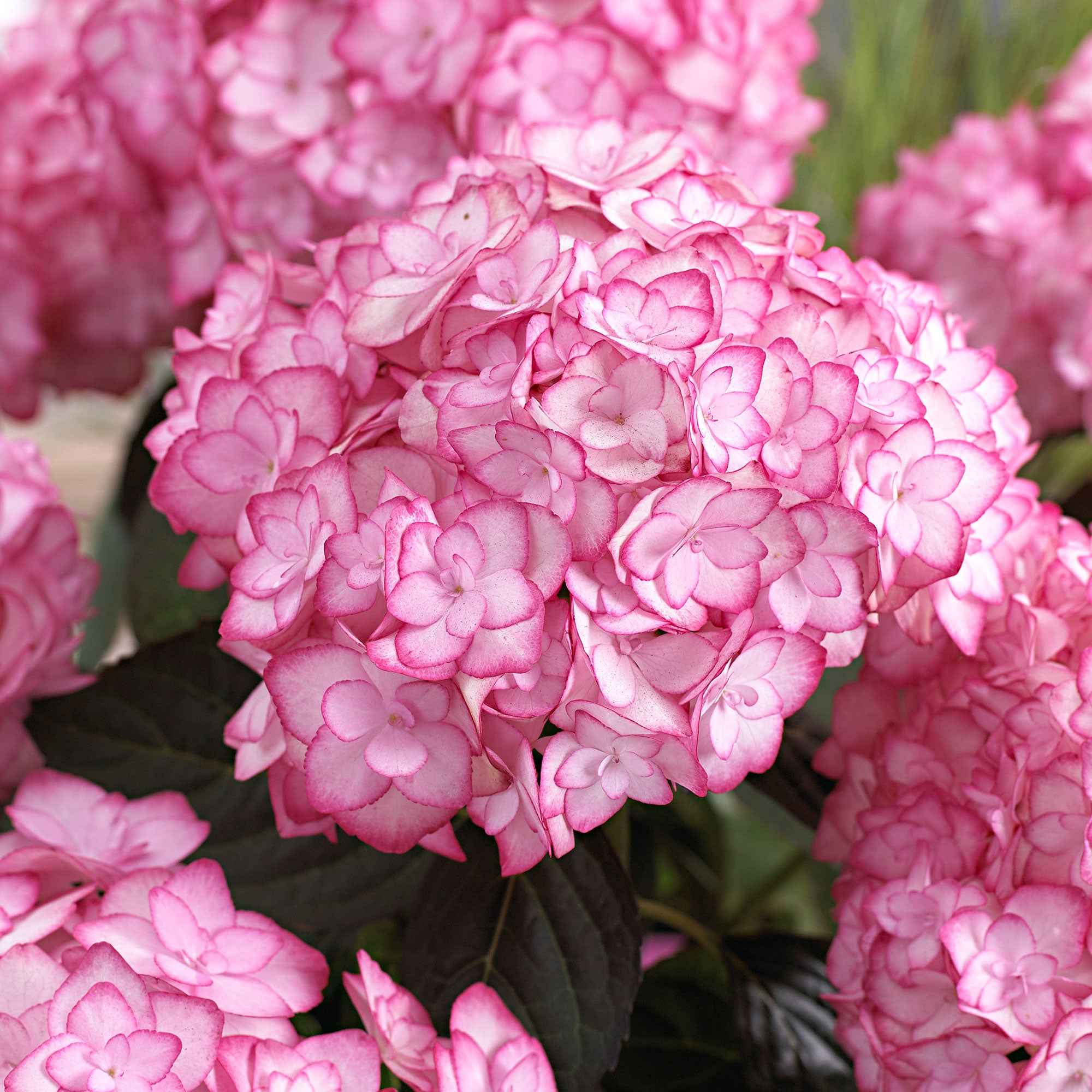 Boerenhortensia 'Miss Saori'® - Image 2