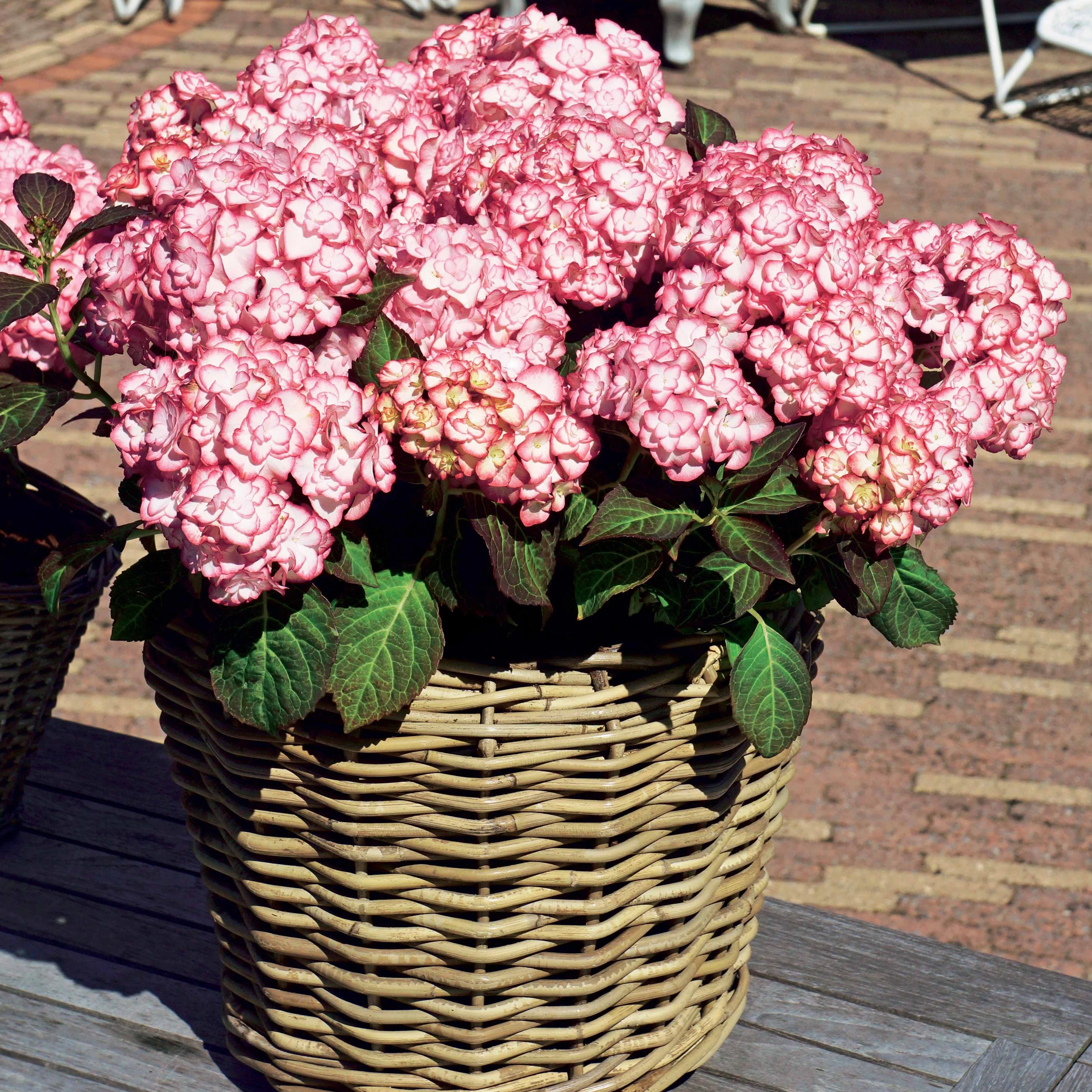 Boerenhortensia 'Miss Saori'® - Image 4